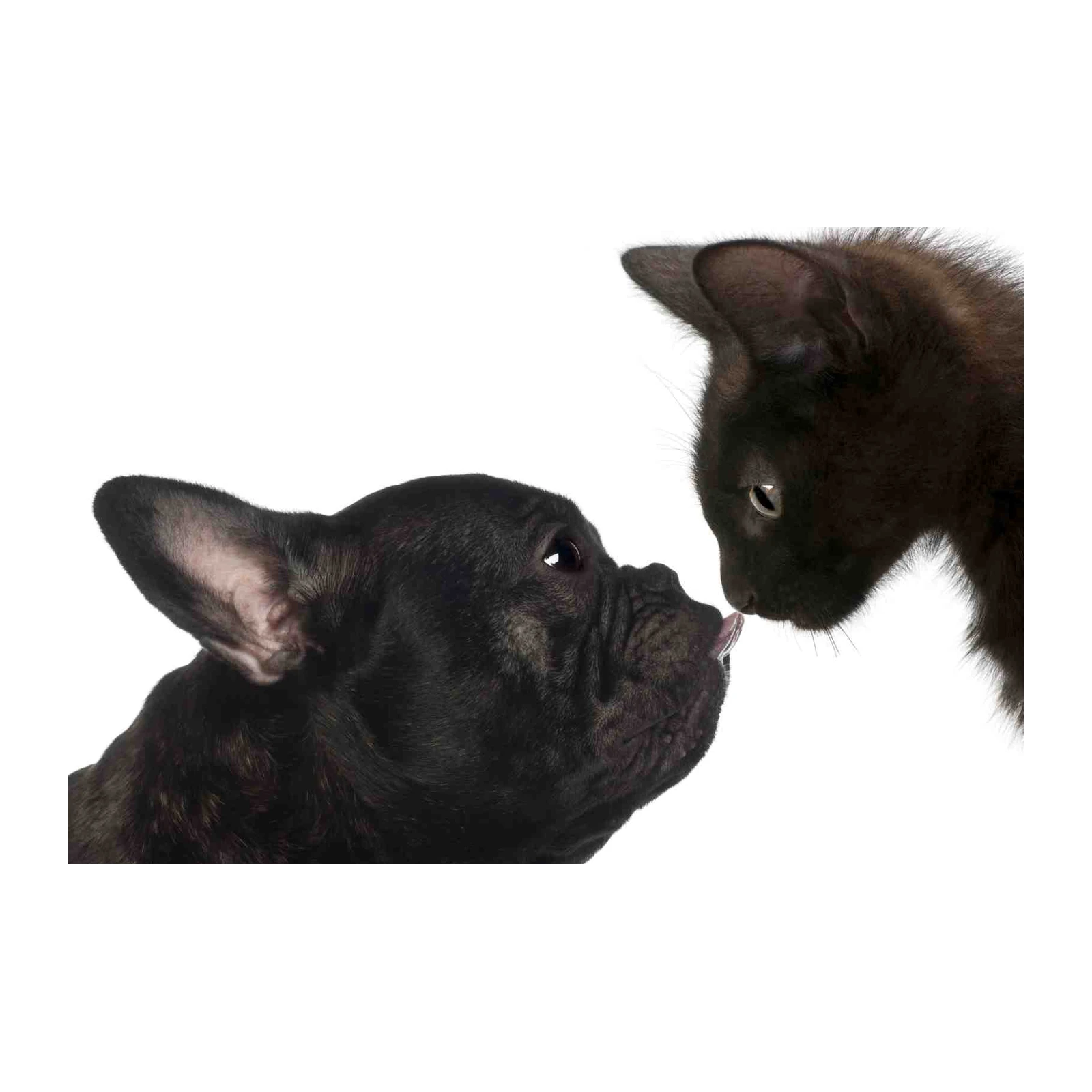 Adorable Dog & Cat Kiss Wall Art
