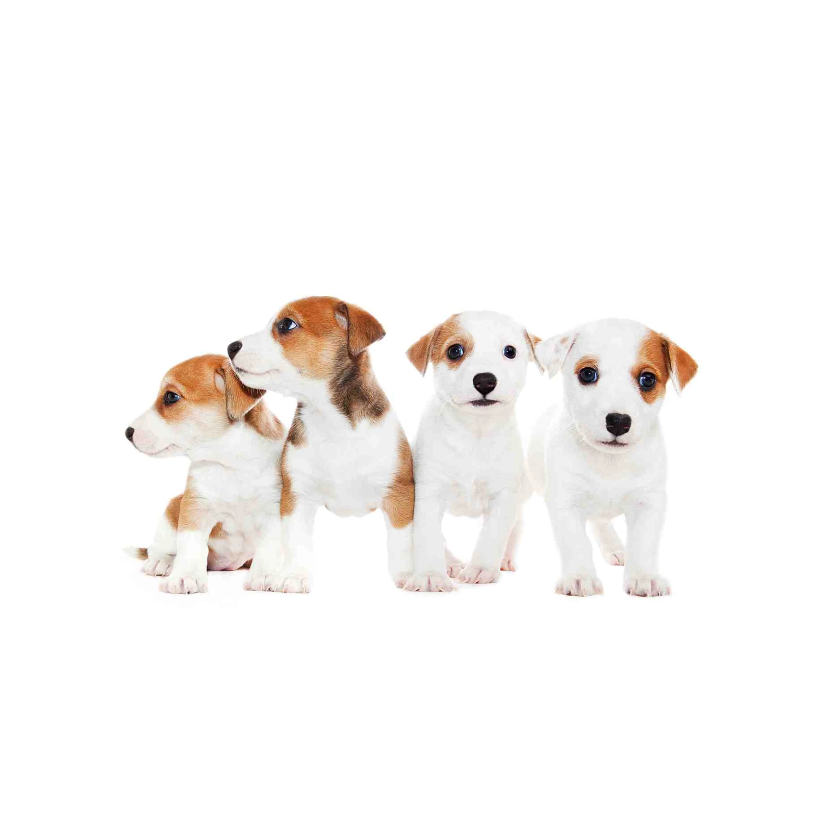 Adorable Puppies in a Line Wall Art