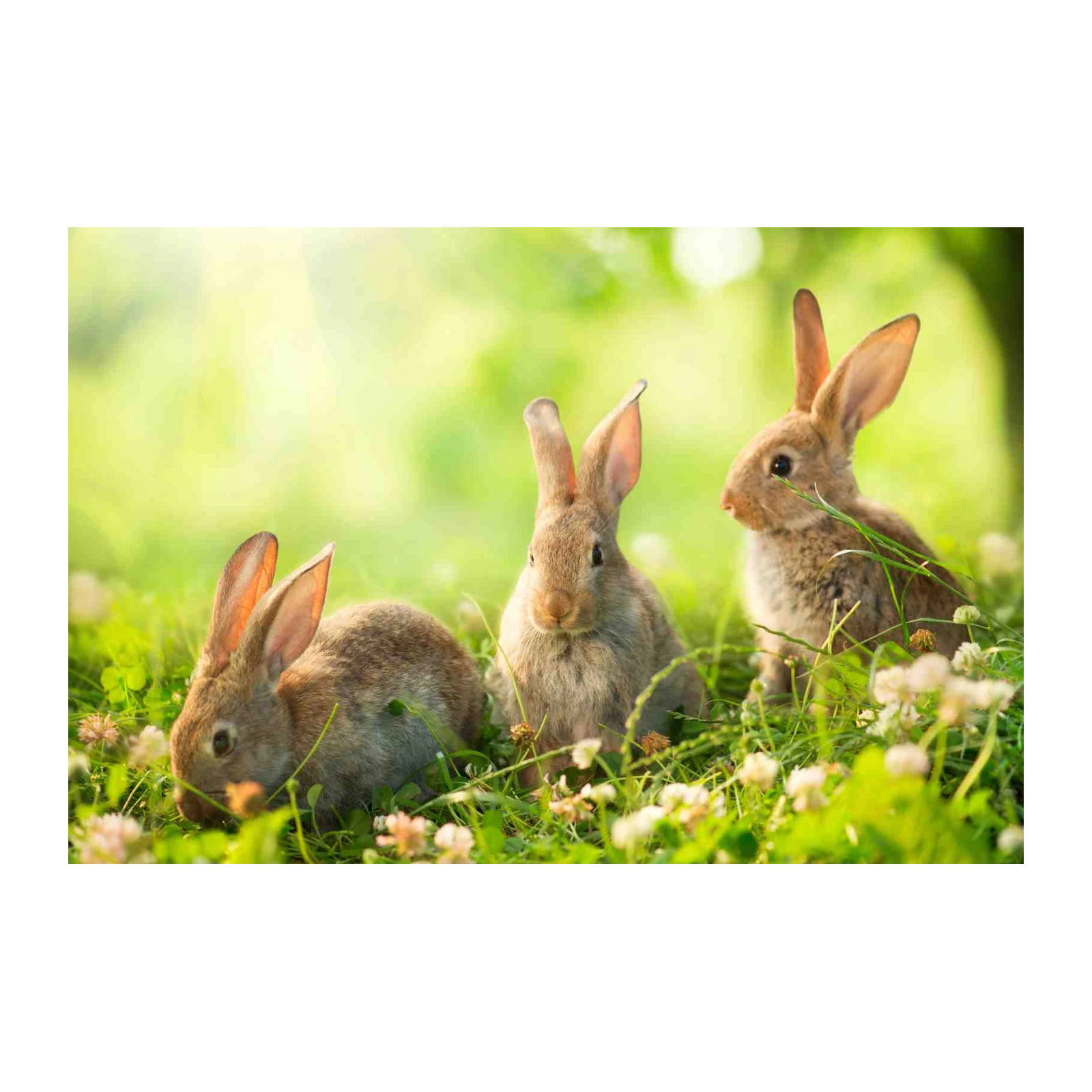 Adorable Bunnies in Meadow Wall Art