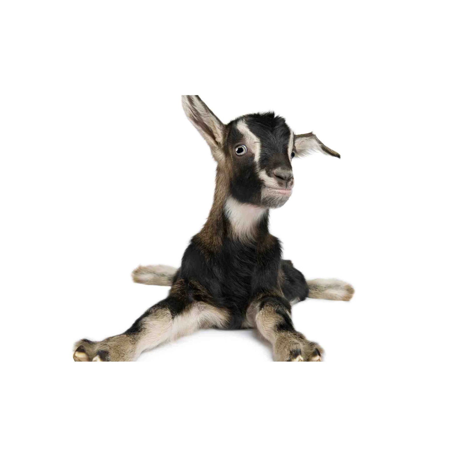 Adorable Baby Goat Leaning Back Wall Art