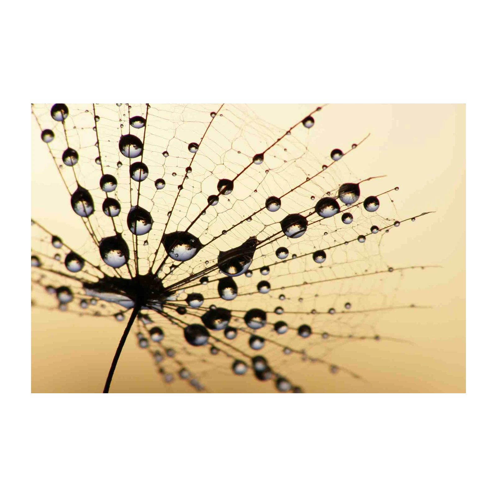 Dew Drops on Dandelion Macro Wall Art