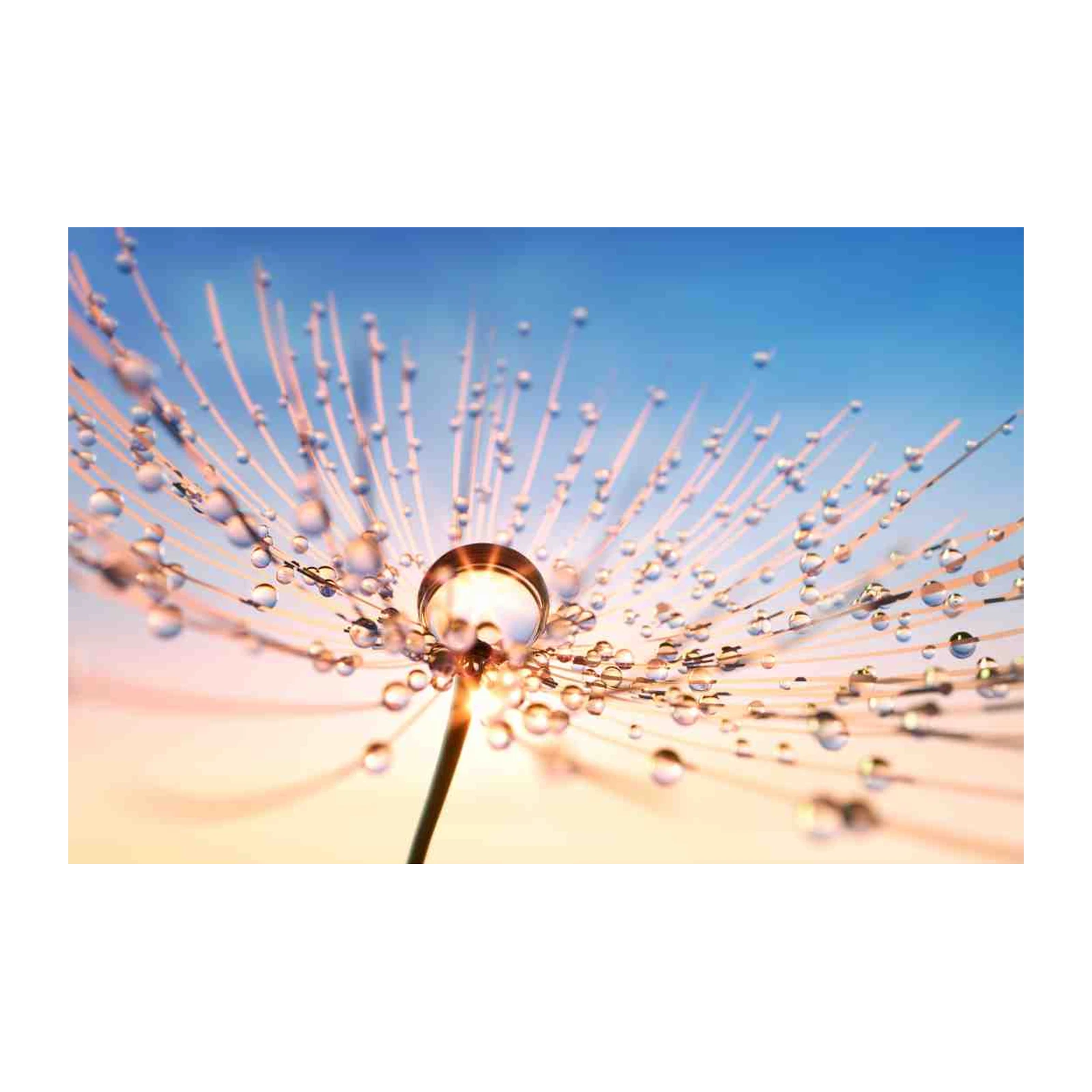 Dewdrop Dandelion Macro Wall Art