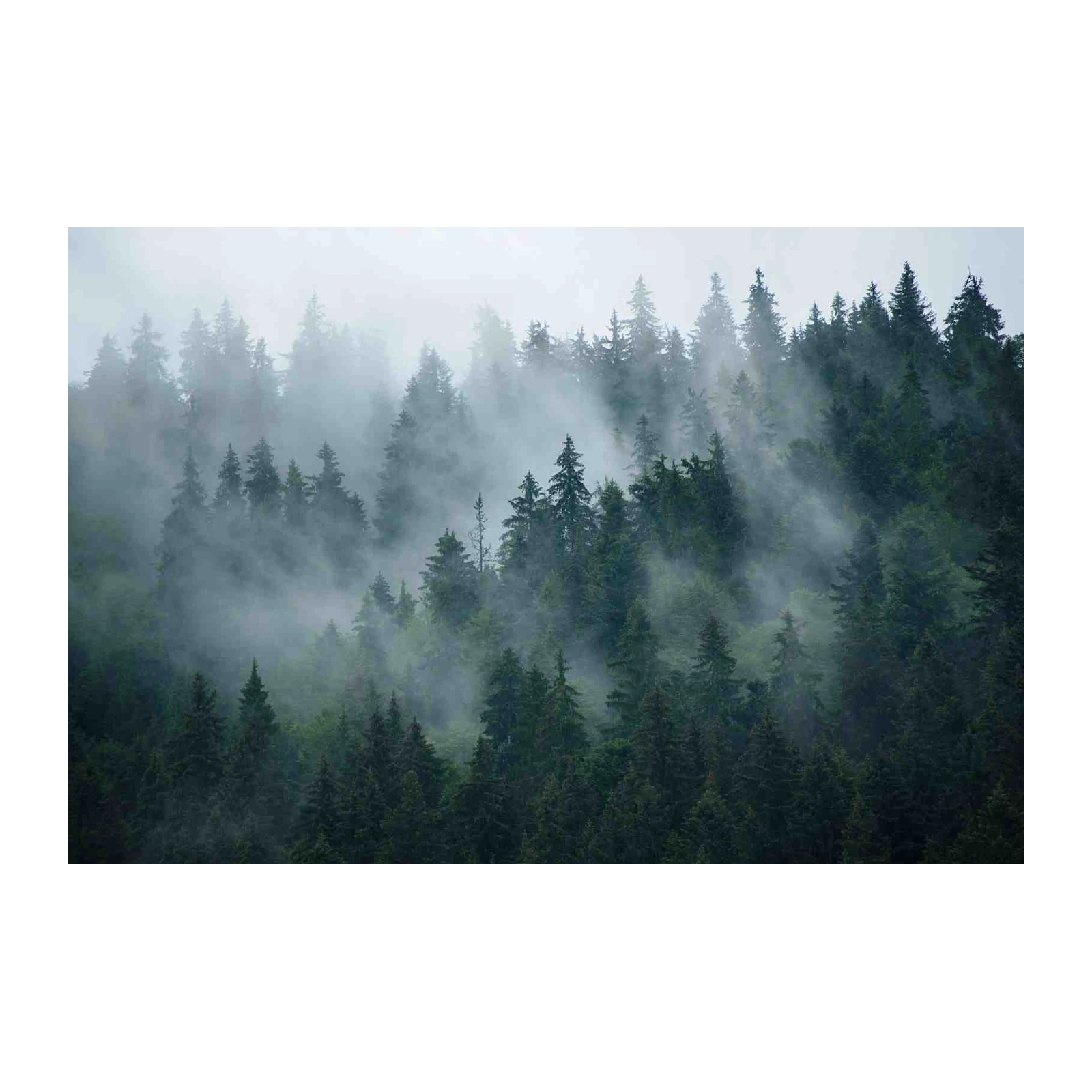 Misty Forest Serenity Wall Art