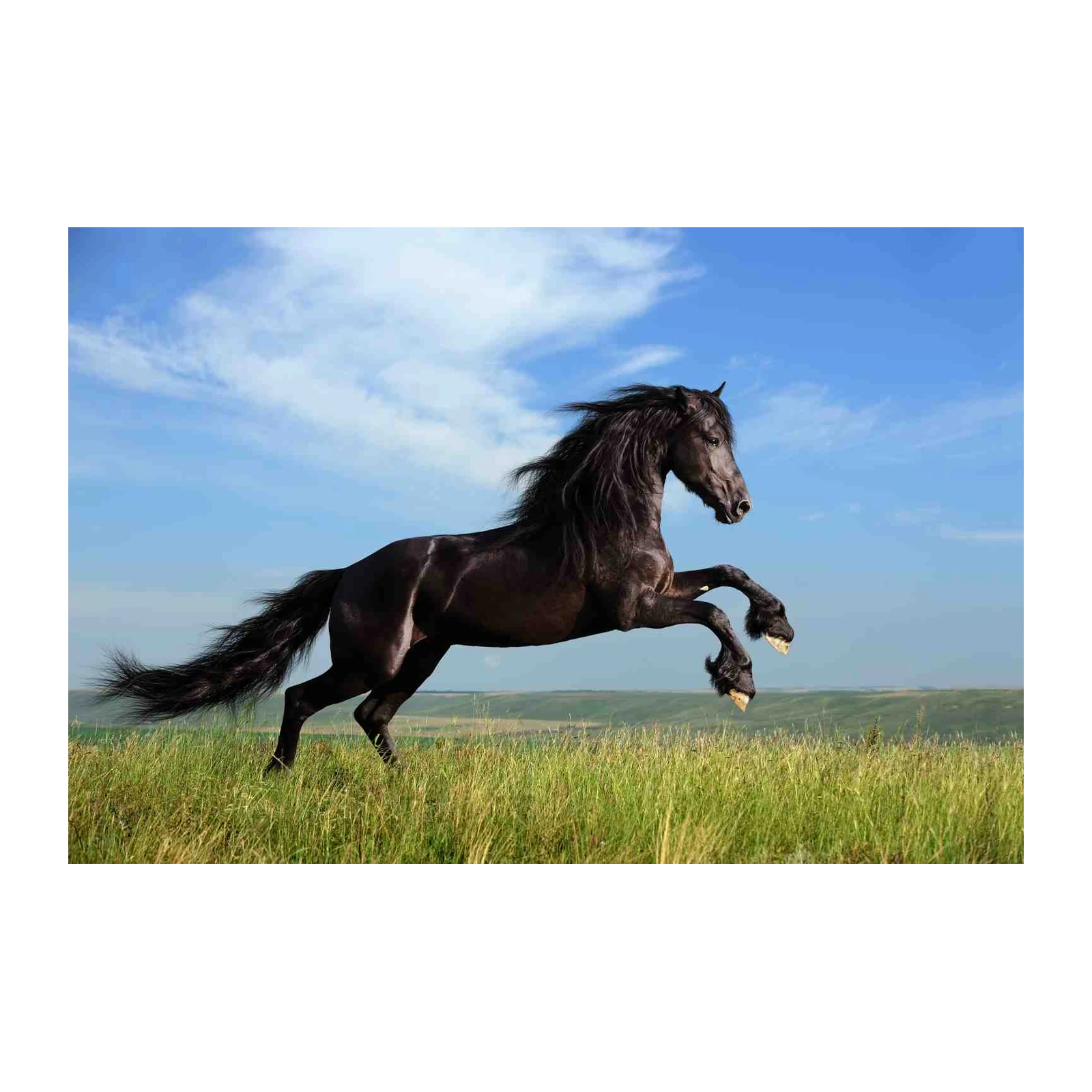 Majestic Black Stallion Reaching for Sky Wall Art
