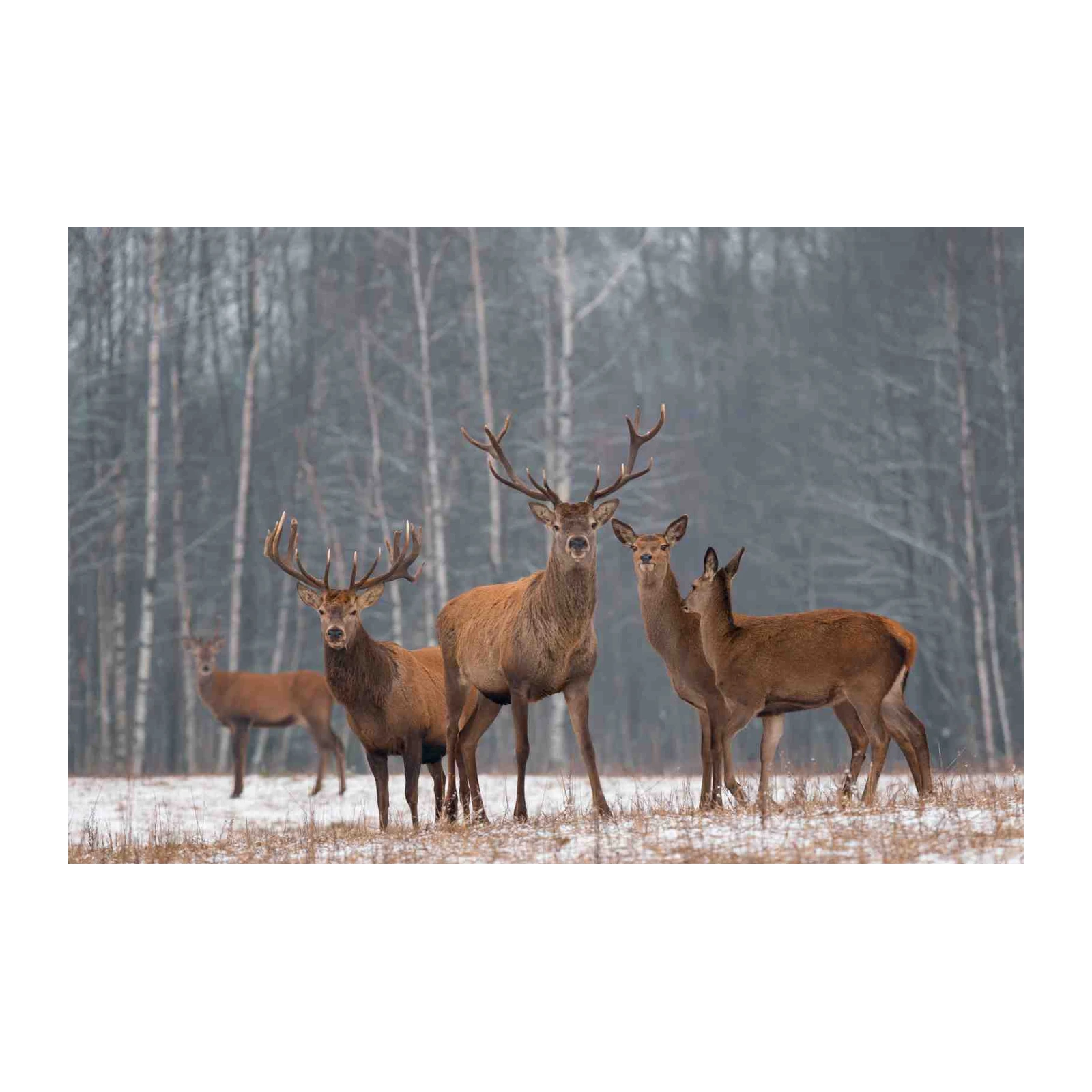 Majestic Deer Herd Winter Scene Wall Art
