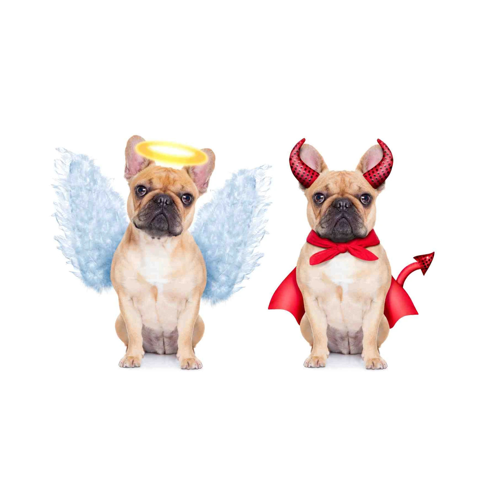 Angel & Devil French Bulldog Wall Art