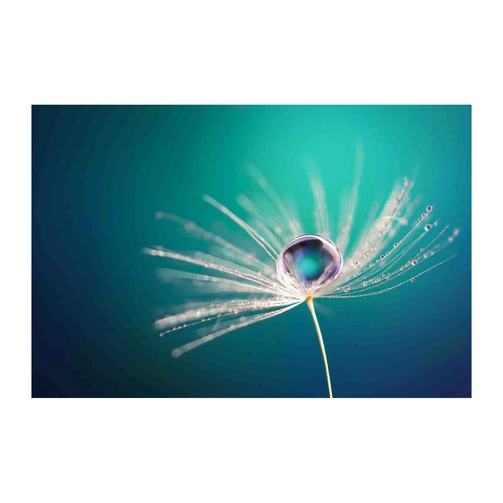 Serene Dewdrop Dandelion Macro Wall Art