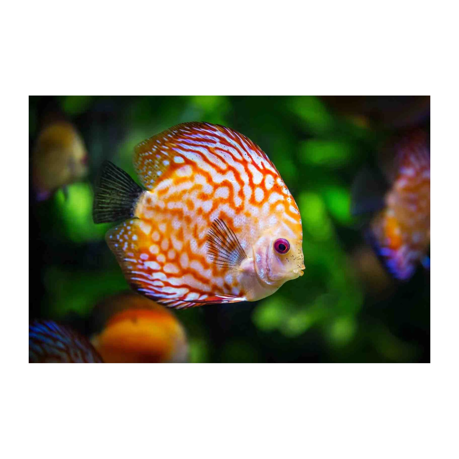 Vibrant Discus Fish Coral Reef Wall Art