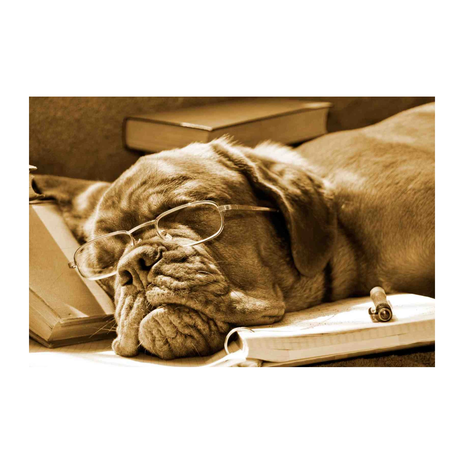 Wise Old Dog Reading Books Wall Art
