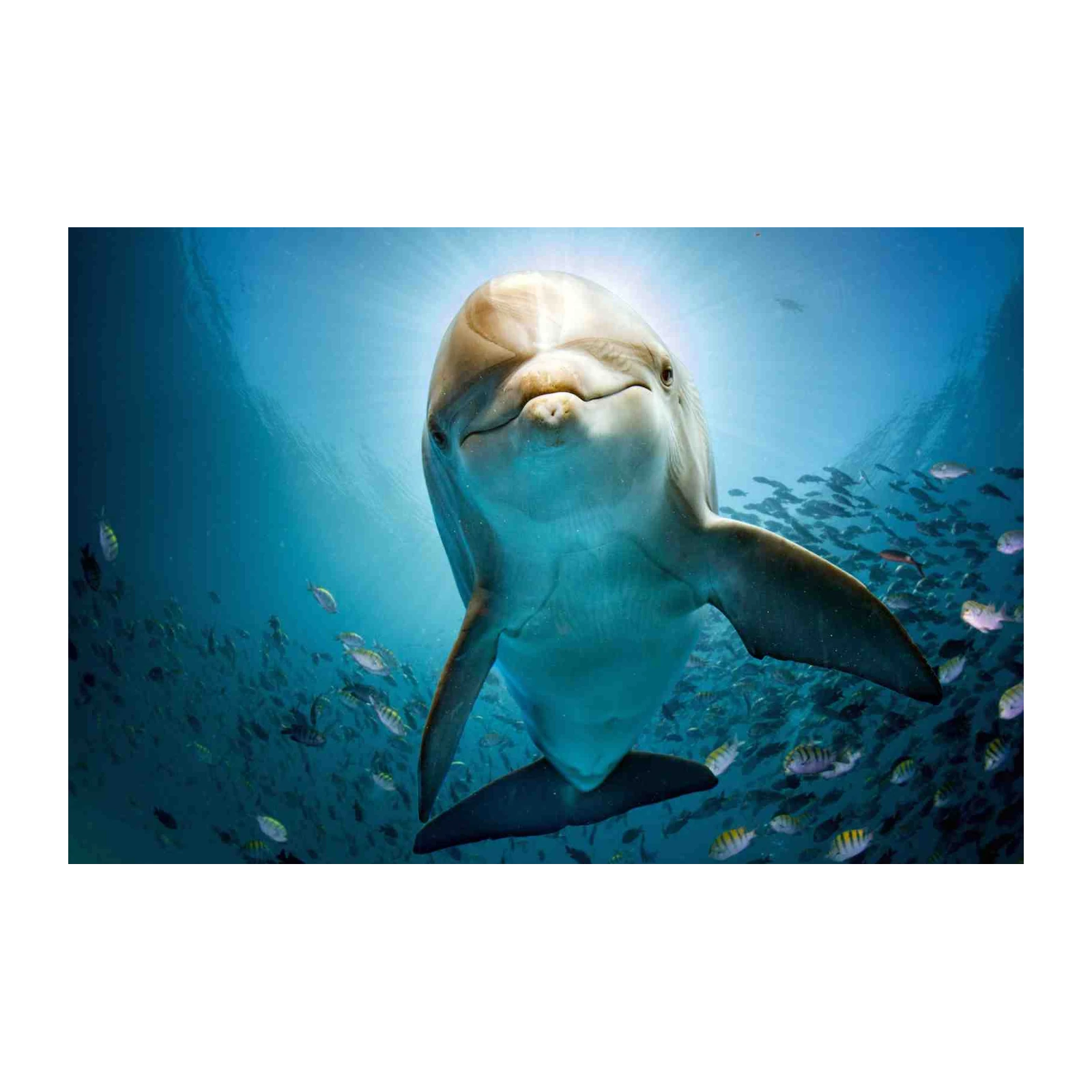 Friendly Dolphin Underwater Scene Wall Art