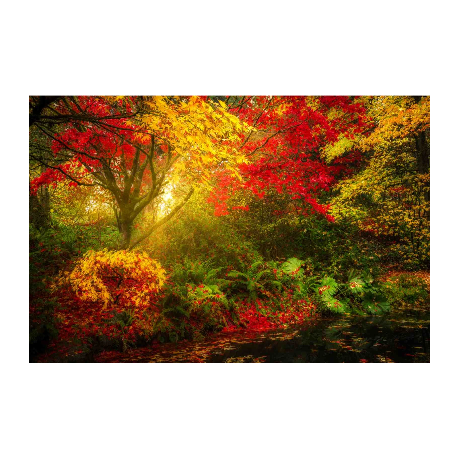Vibrant Autumn Forest Pond Wall Art