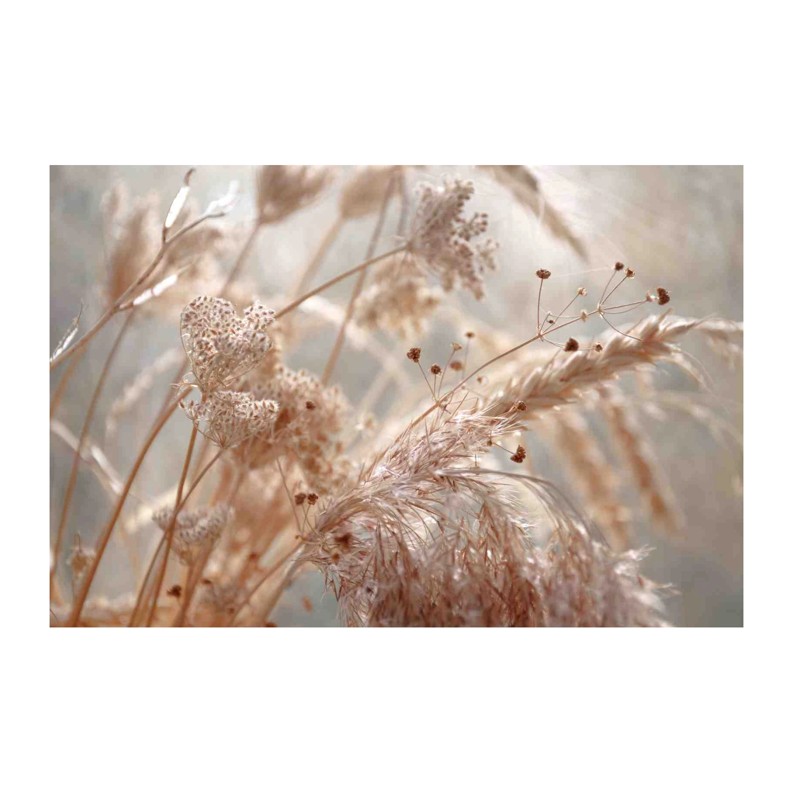 Boho Dried Grasses Wall Art Wall Art