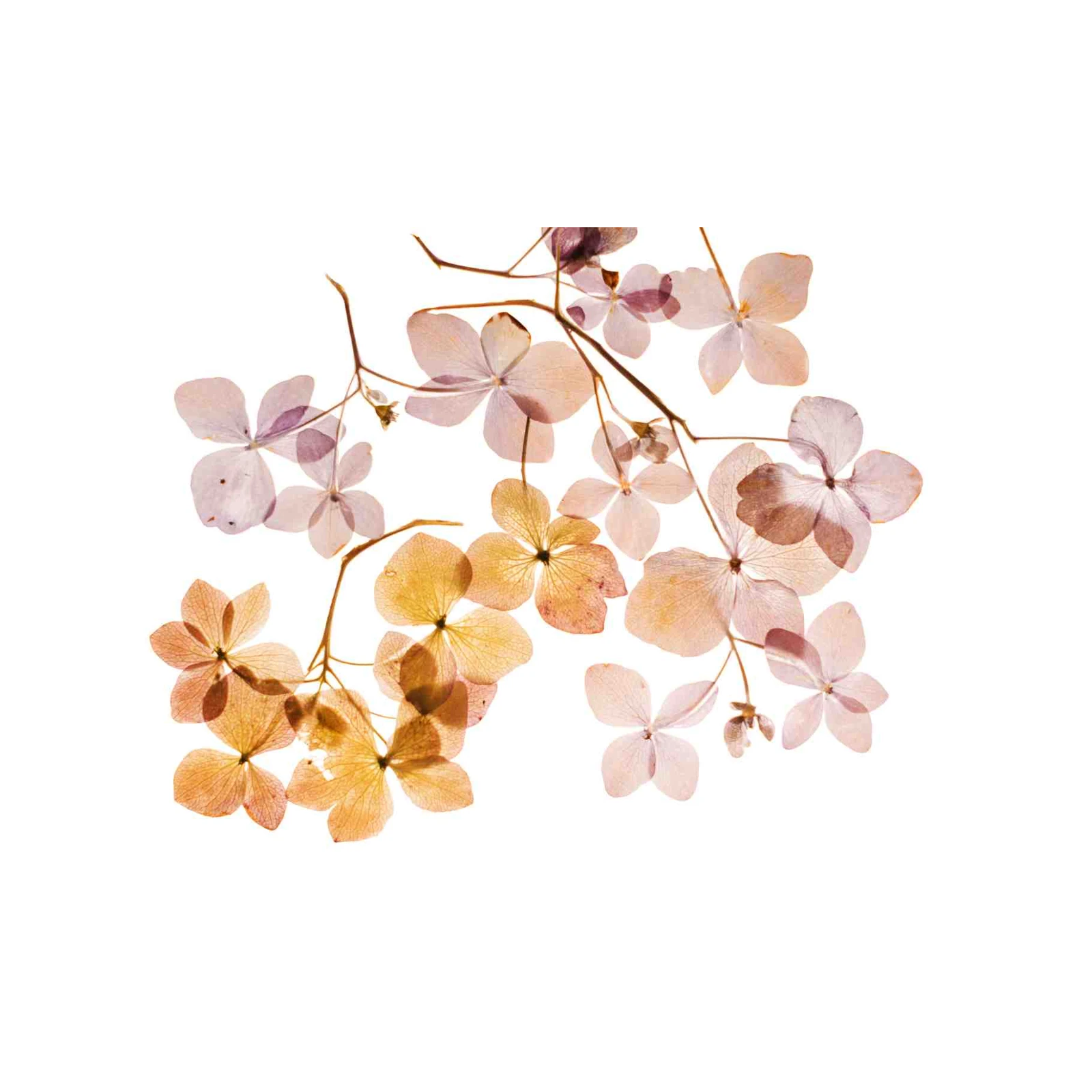 Delicate Hydrangea Botanical Floral Wall Art