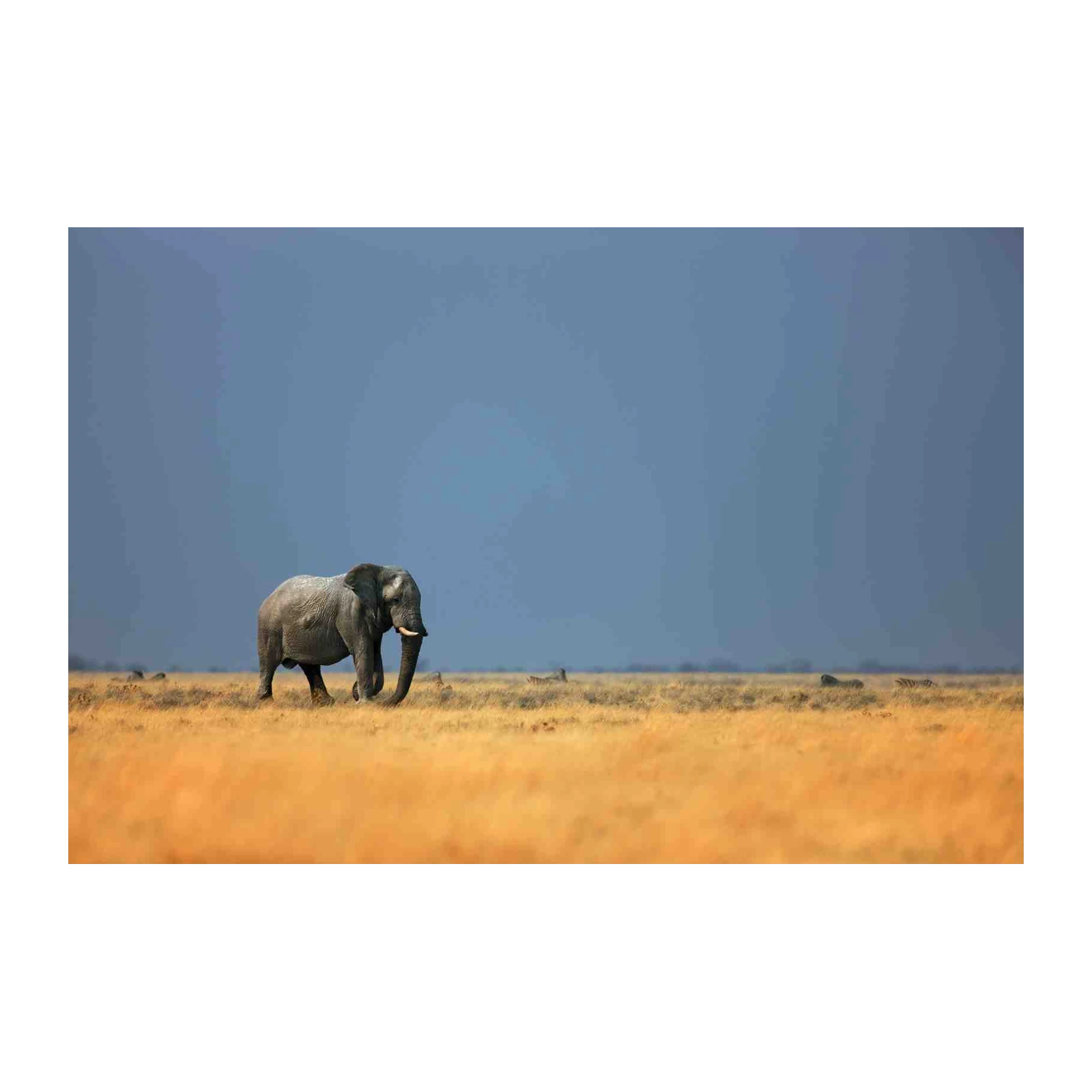 Majestic Elephant in Savannah Landscape Wall Art
