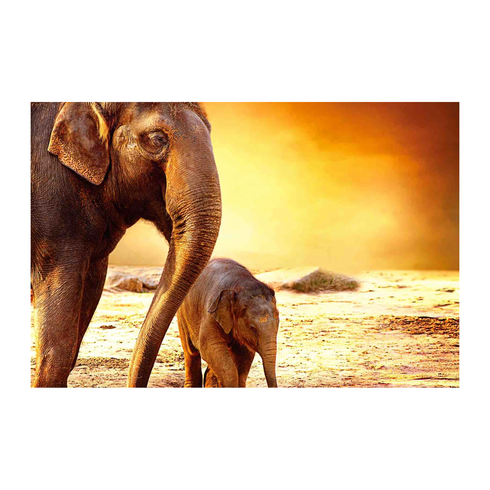 Majestic Elephant Herd Sunset Wall Art