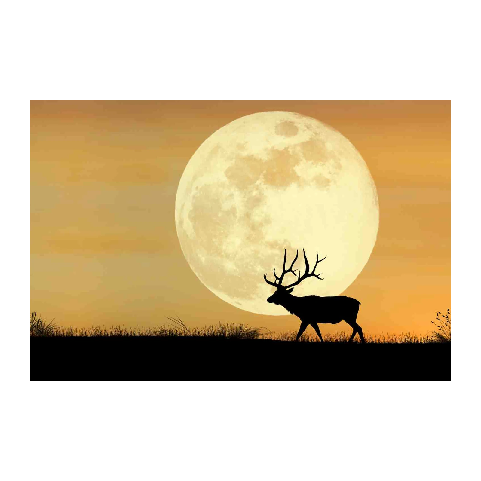 Majestic Elk Under Full Moon Wall Art
