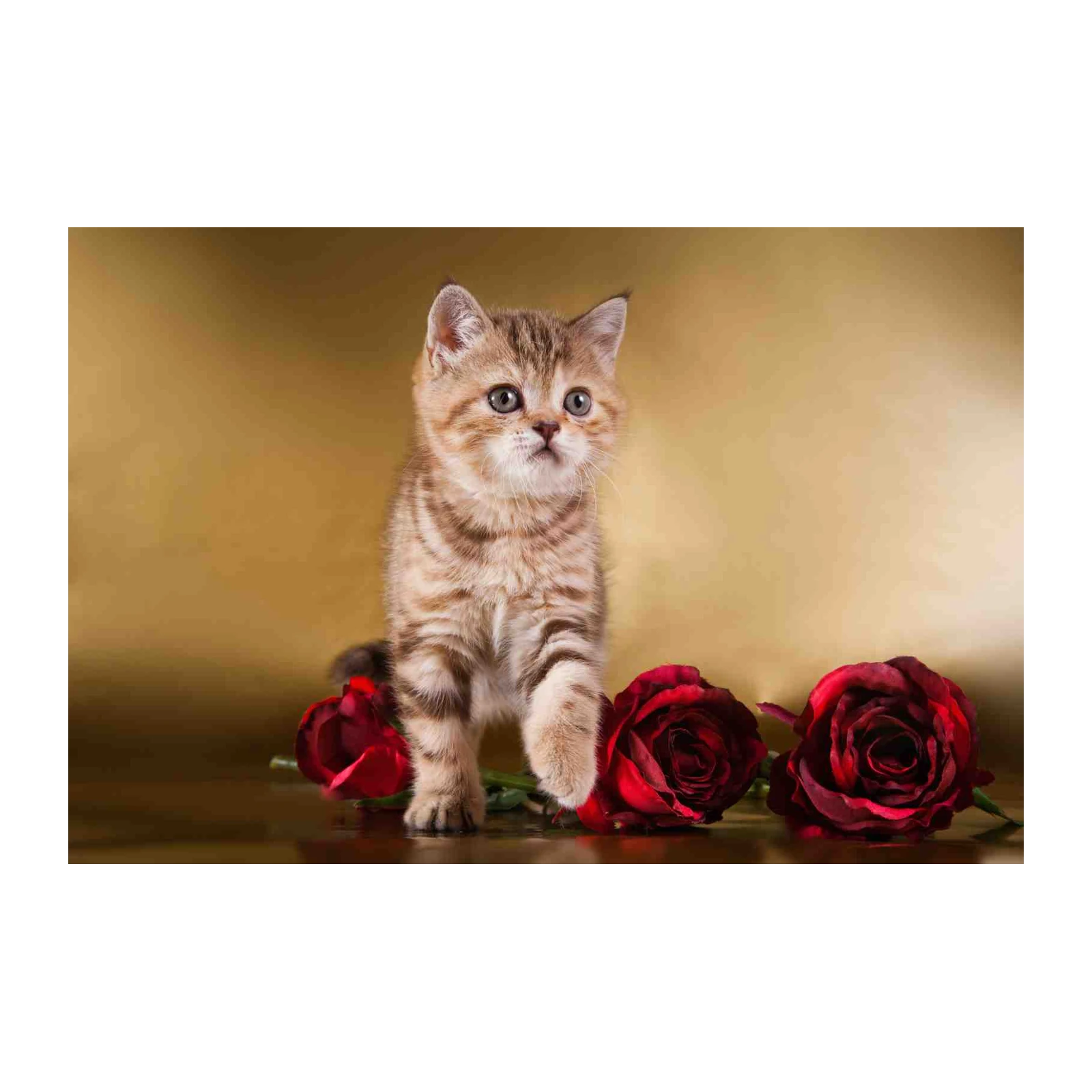 Adorable Kitten & Roses Wall Art - Pet Lover Gift