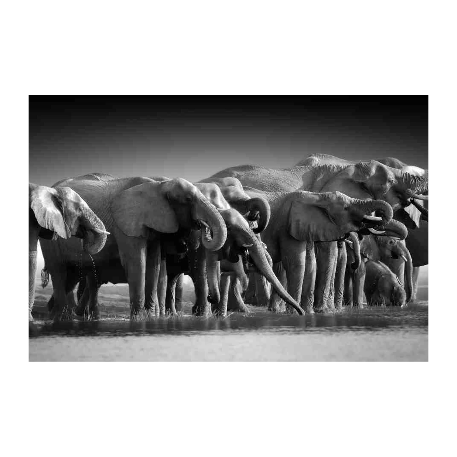 Majestic Elephants Drinking Safari Wall Art