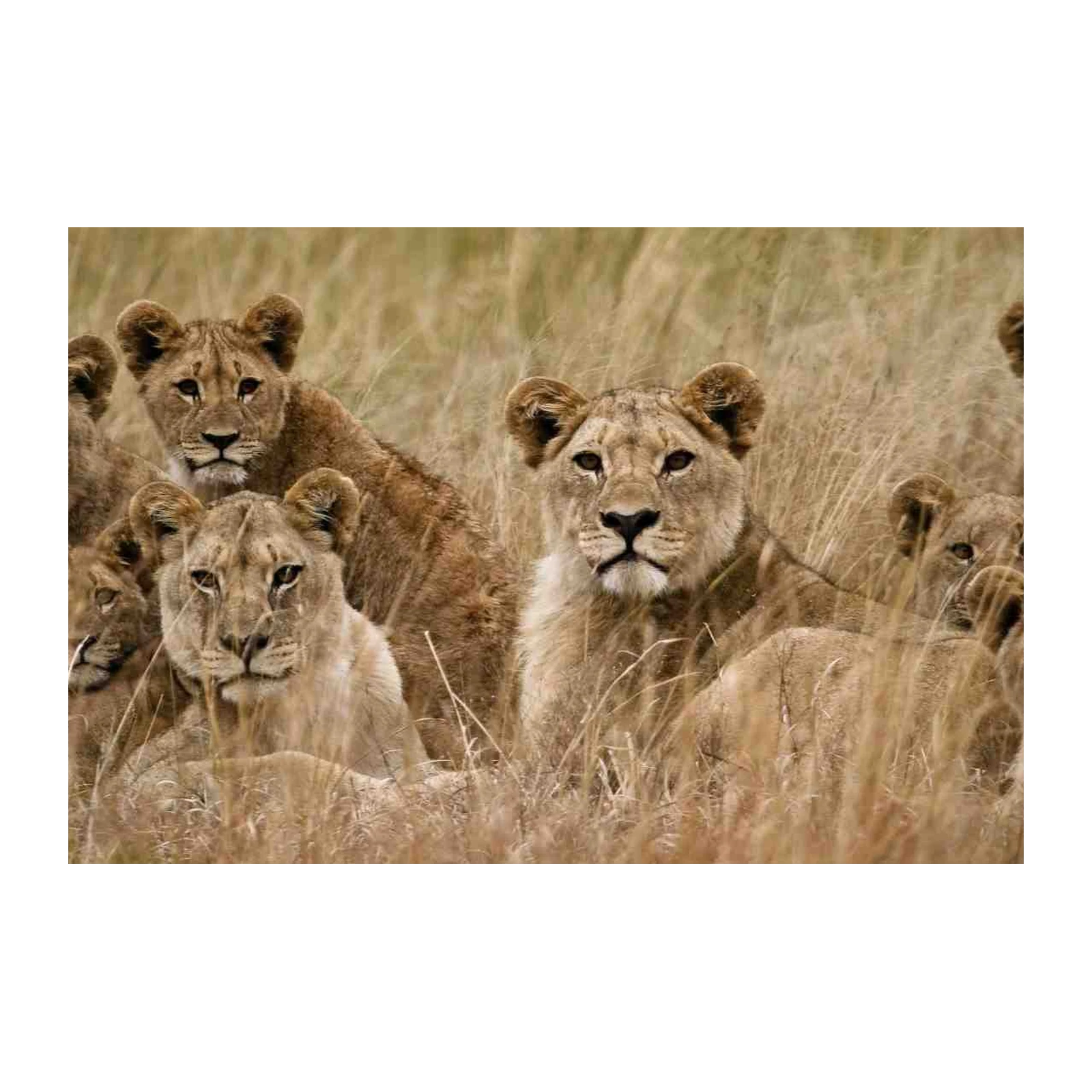 Majestic Lion Pride Safari Wall Art