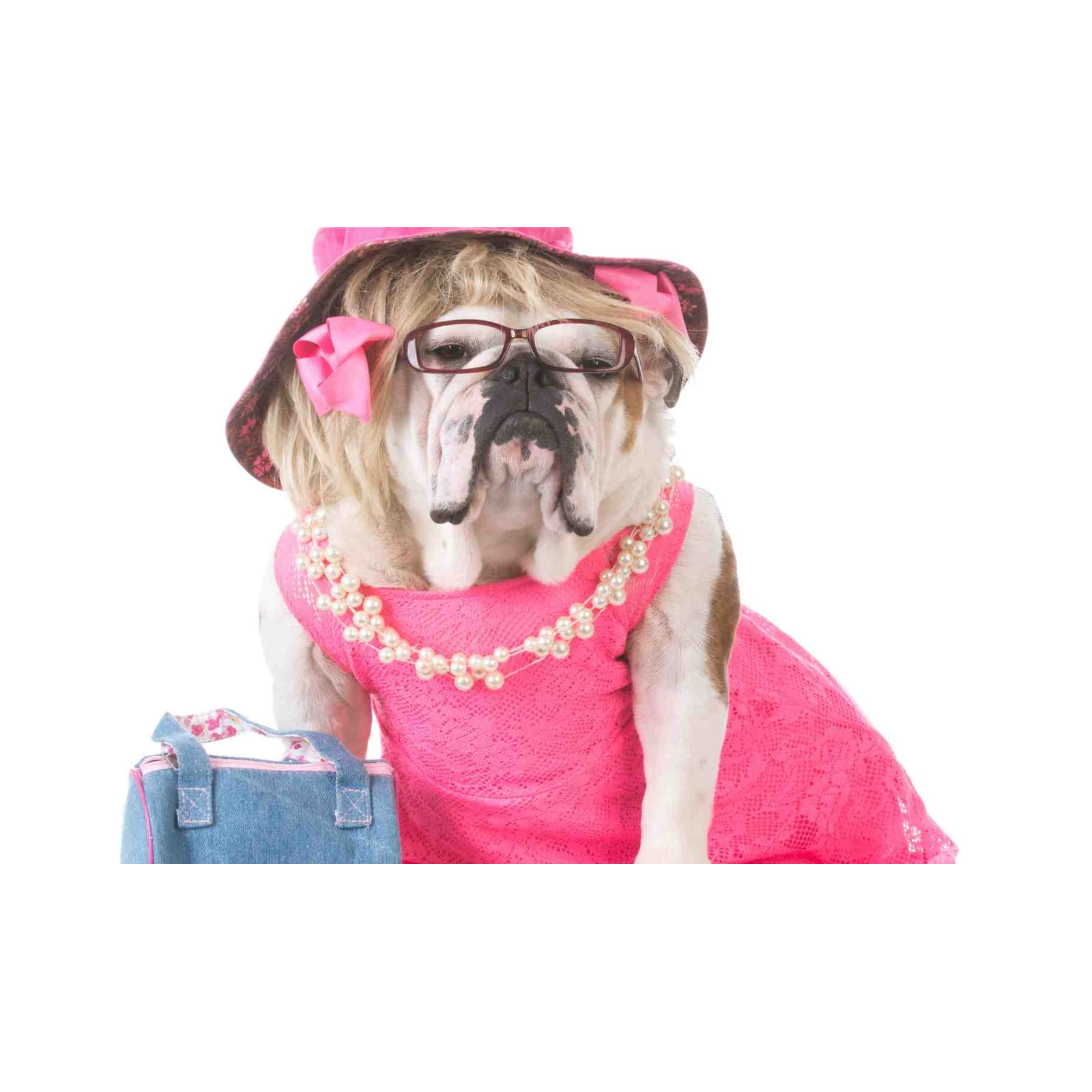 Chic Bulldog Diva Fashion Dog Wall Art