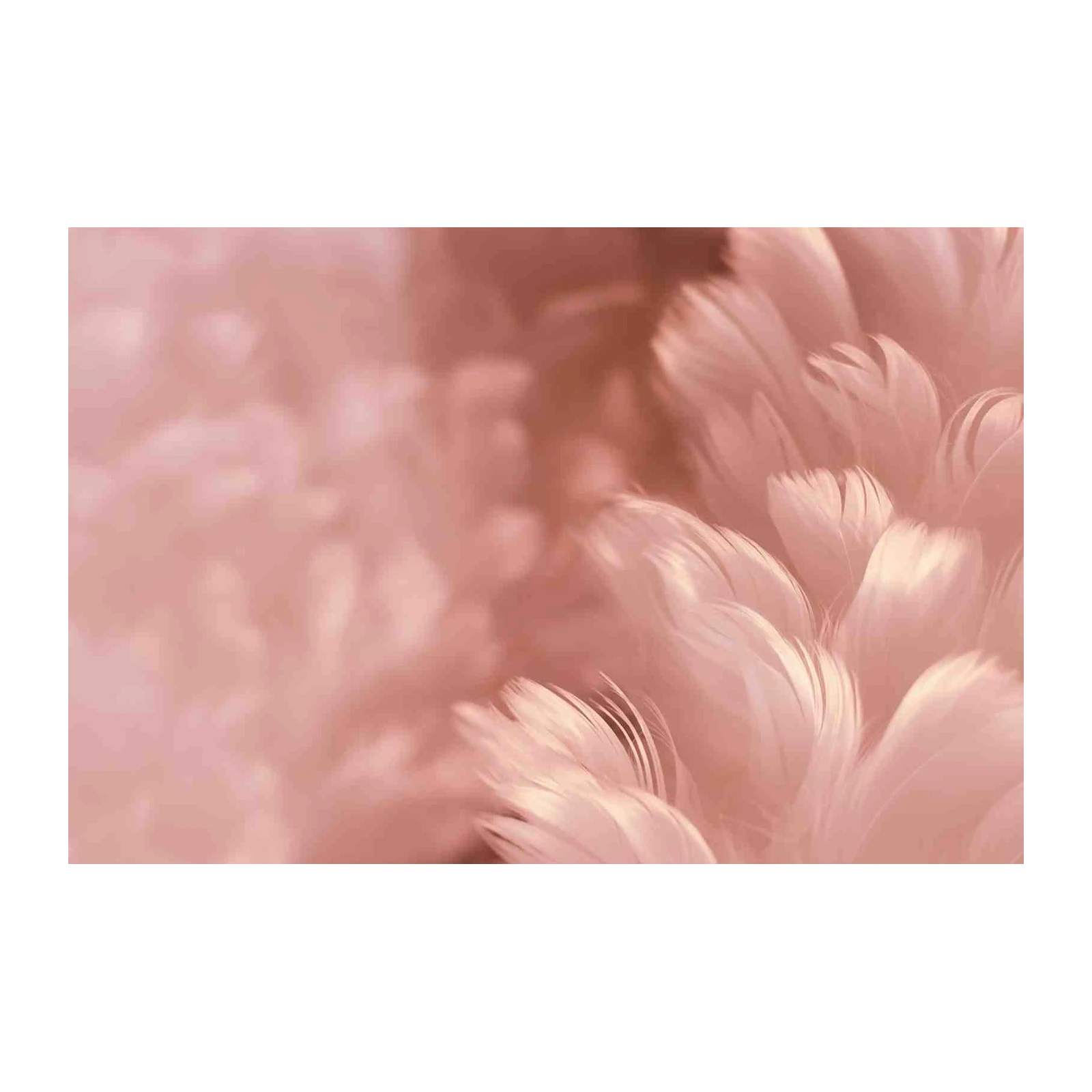 Soft Blush Feather Abstract Wall Art