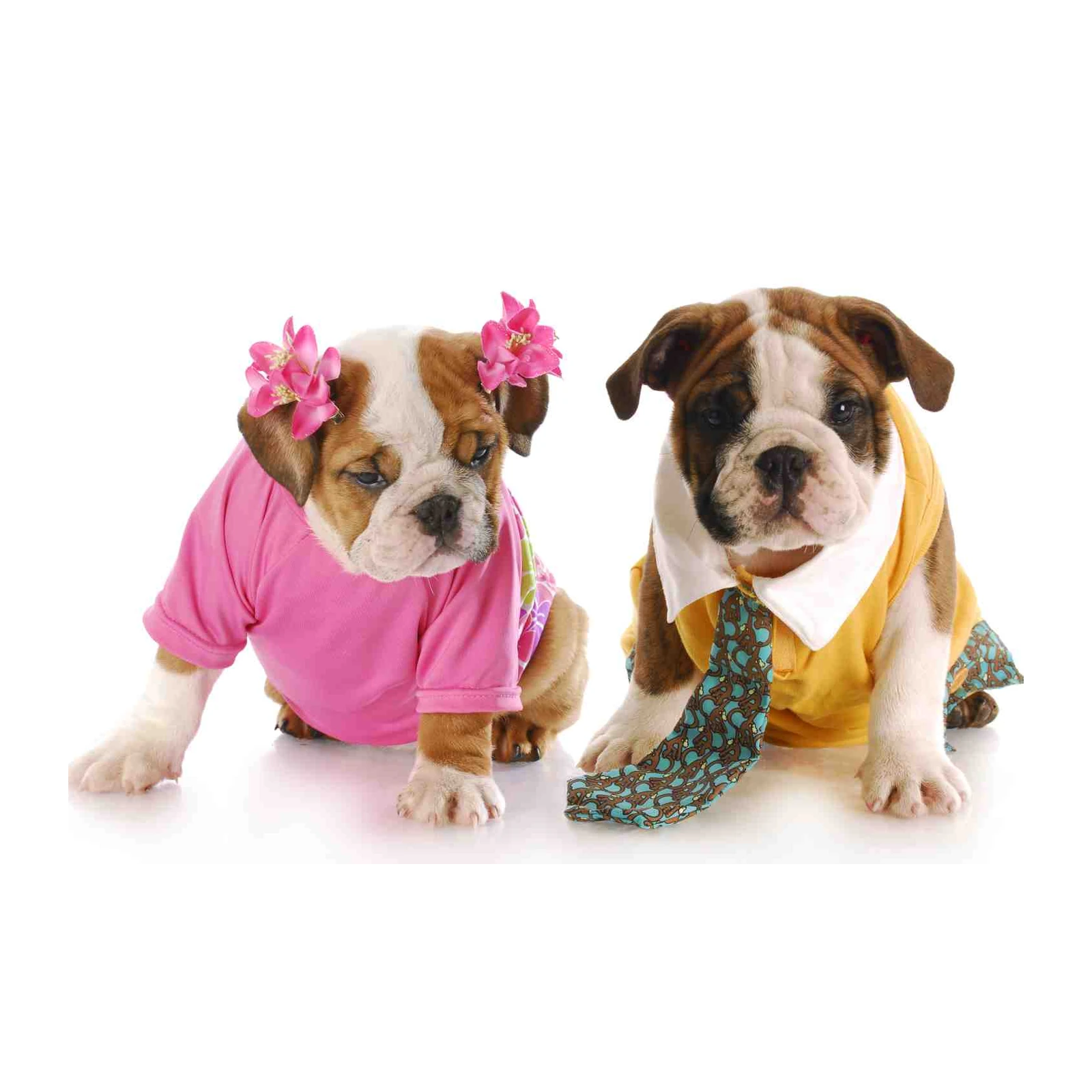 Adorable Bulldog Duo Cute Puppy Wall Art