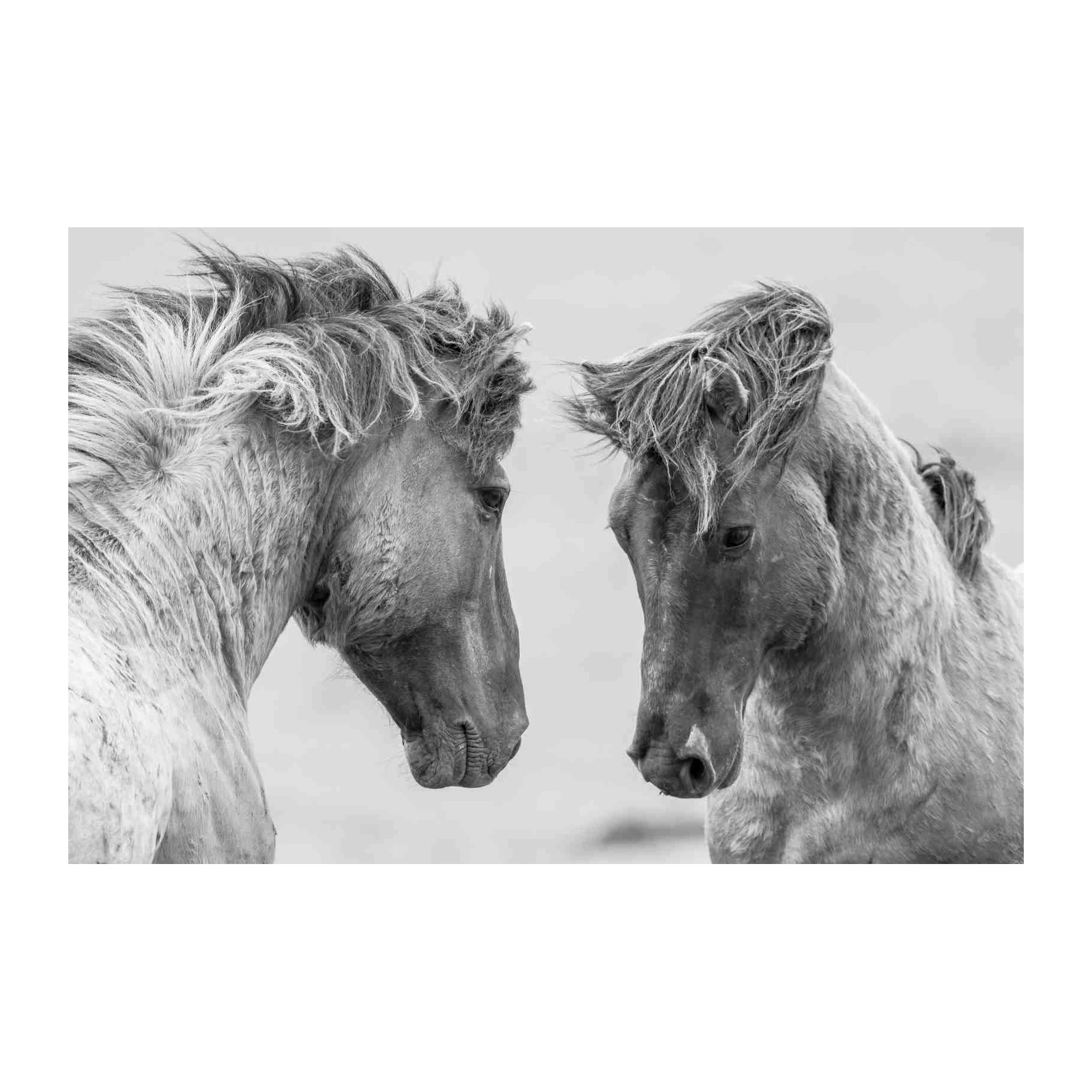 Majestic Horse Companions B&W Wall Art