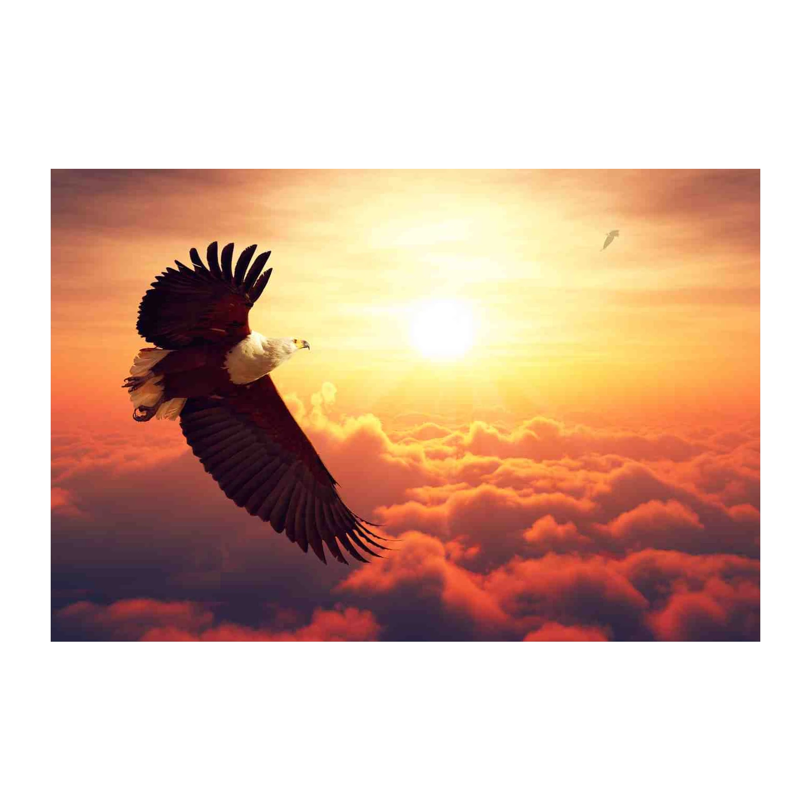 Majestic Eagle Soaring Sunrise Wall Art
