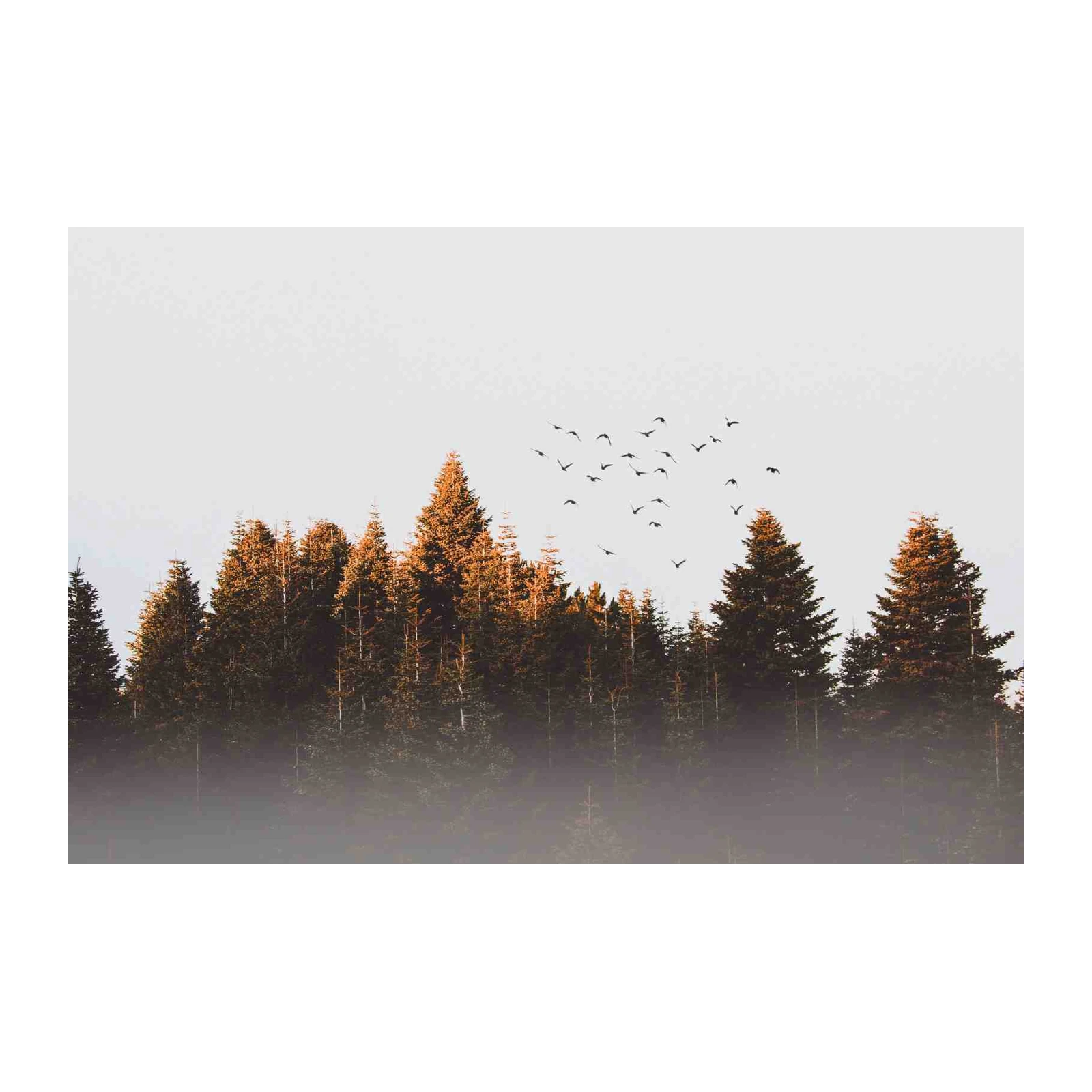 Misty Forest Birds Wall Art