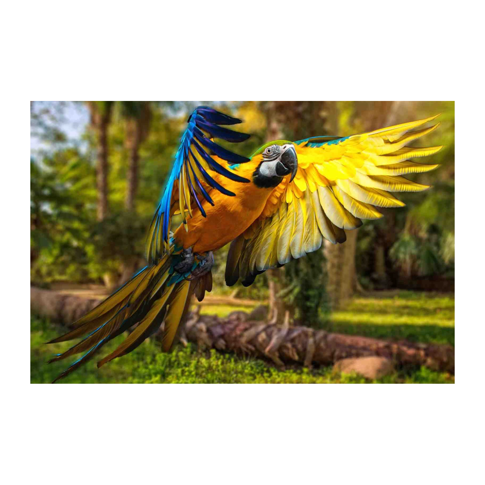 Vibrant Macaw in Flight Wall Art