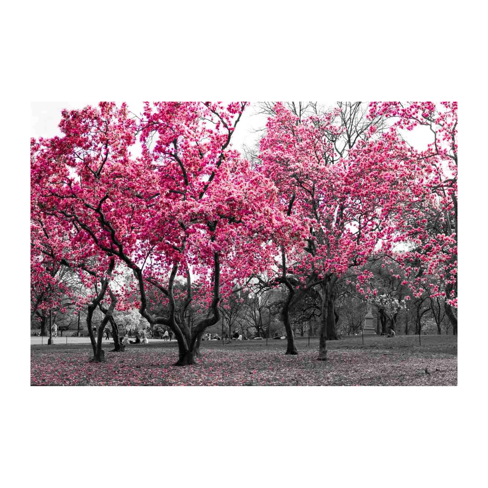 Vibrant Pink Magnolia Spring Park Wall Art