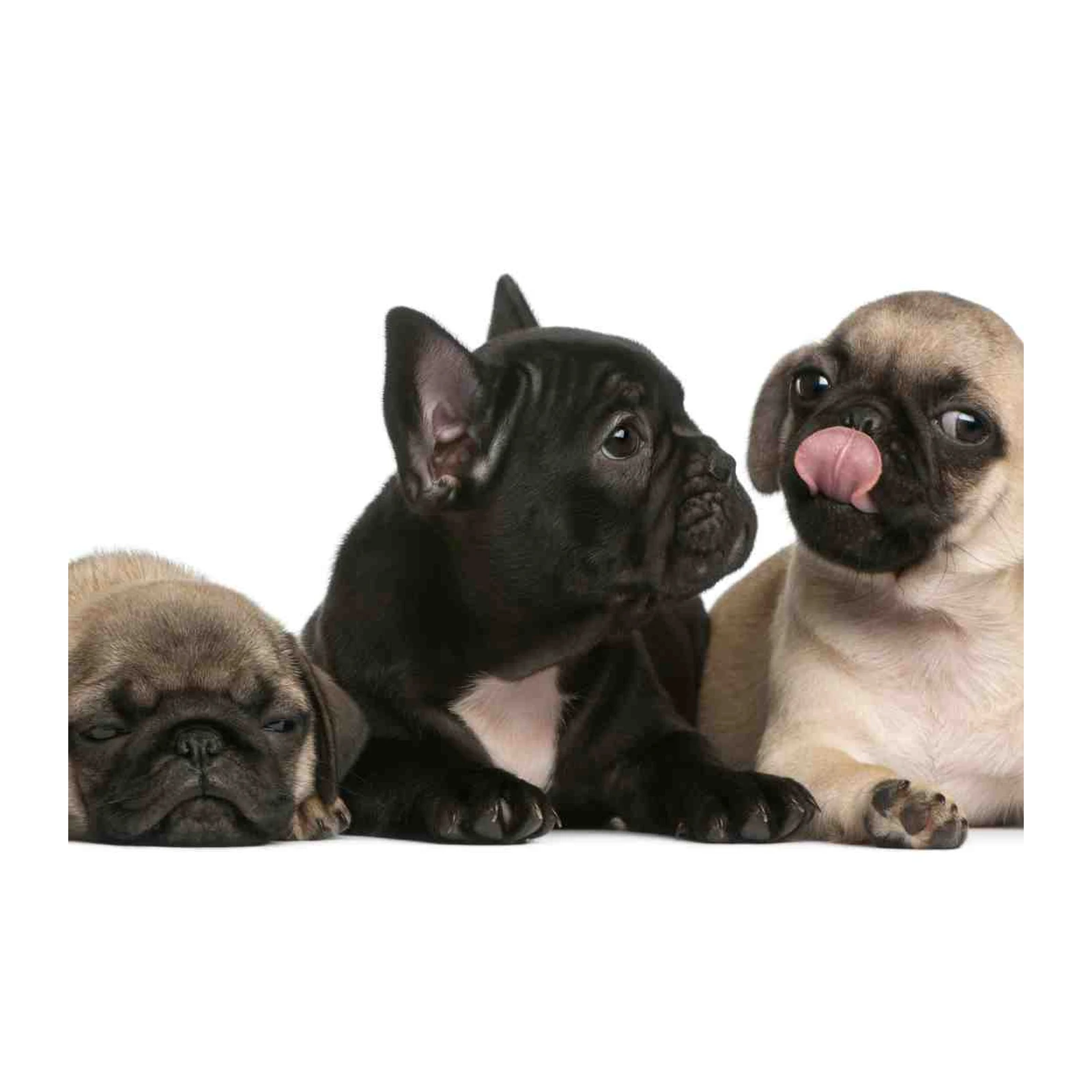 Adorable Puppy Trio French Bulldog Pug Wall Art