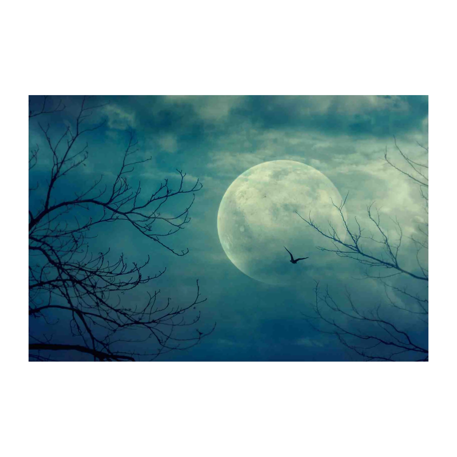 Mystical Moonlit Forest Bird Wall Art