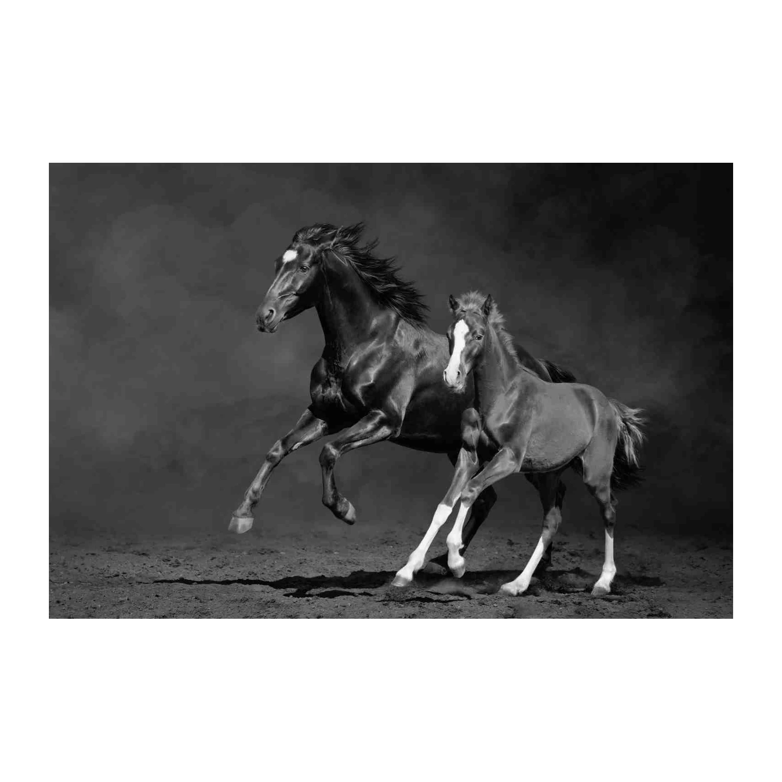 Majestic Horse & Foal Black & White Wall Art