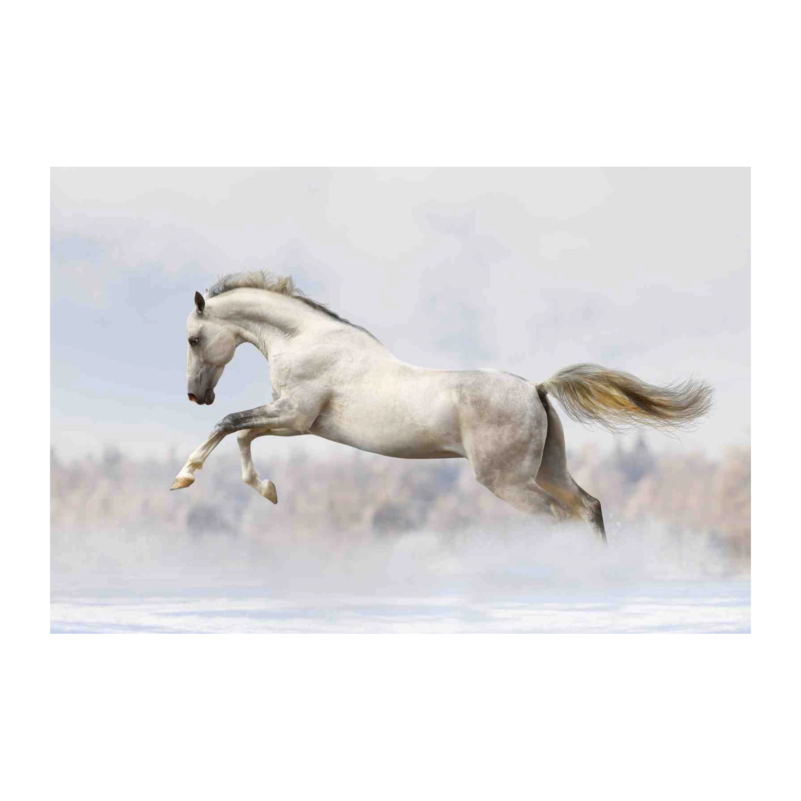 Majestic White Horse Gallop Wall Art