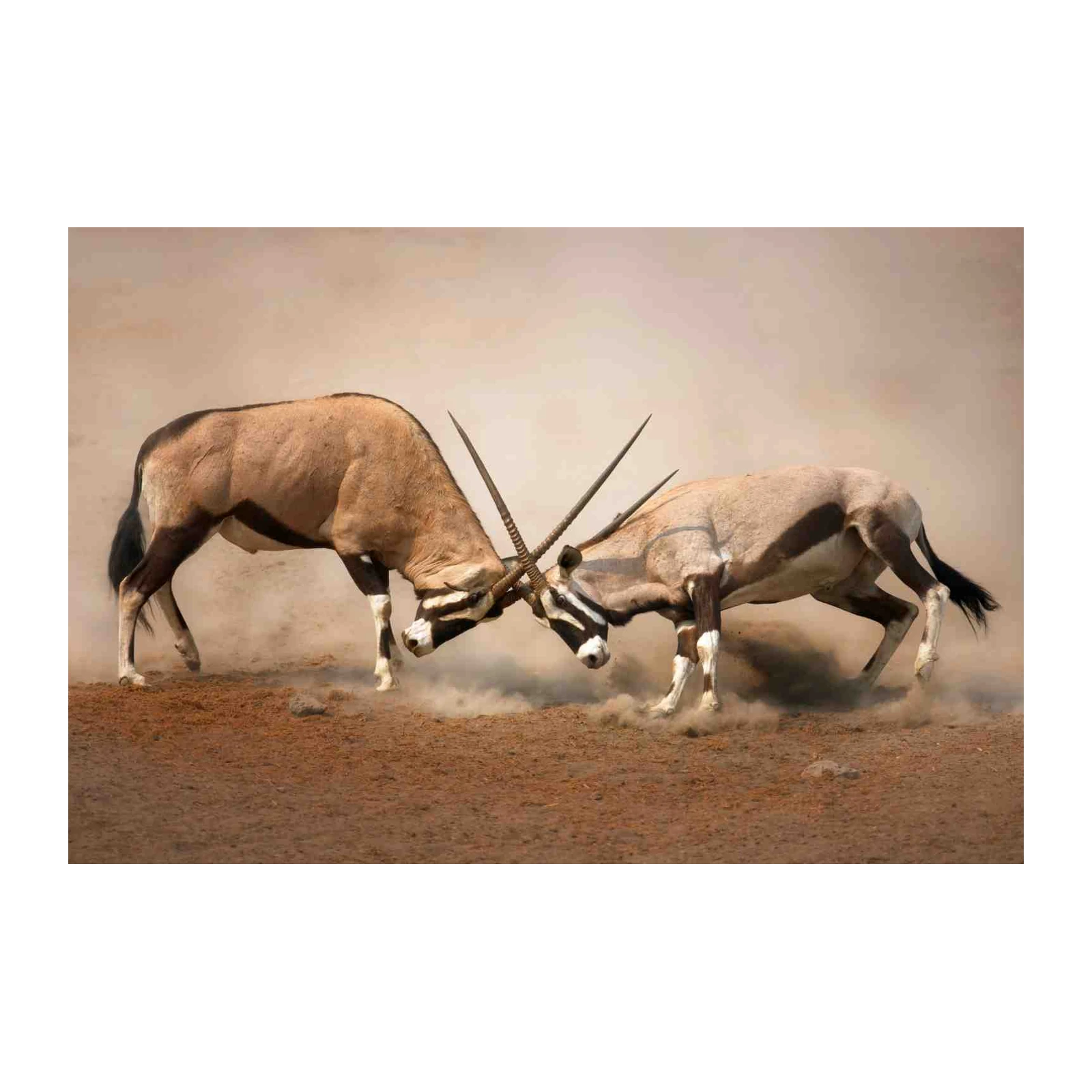 Majestic Oryx Duel Desert Scene Wall Art