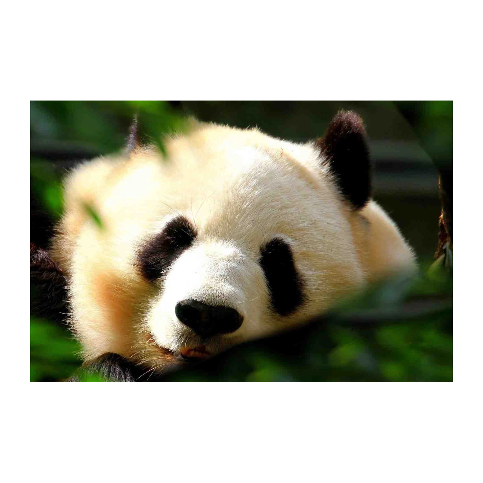 Adorable Panda Resting Wildlife Wall Art