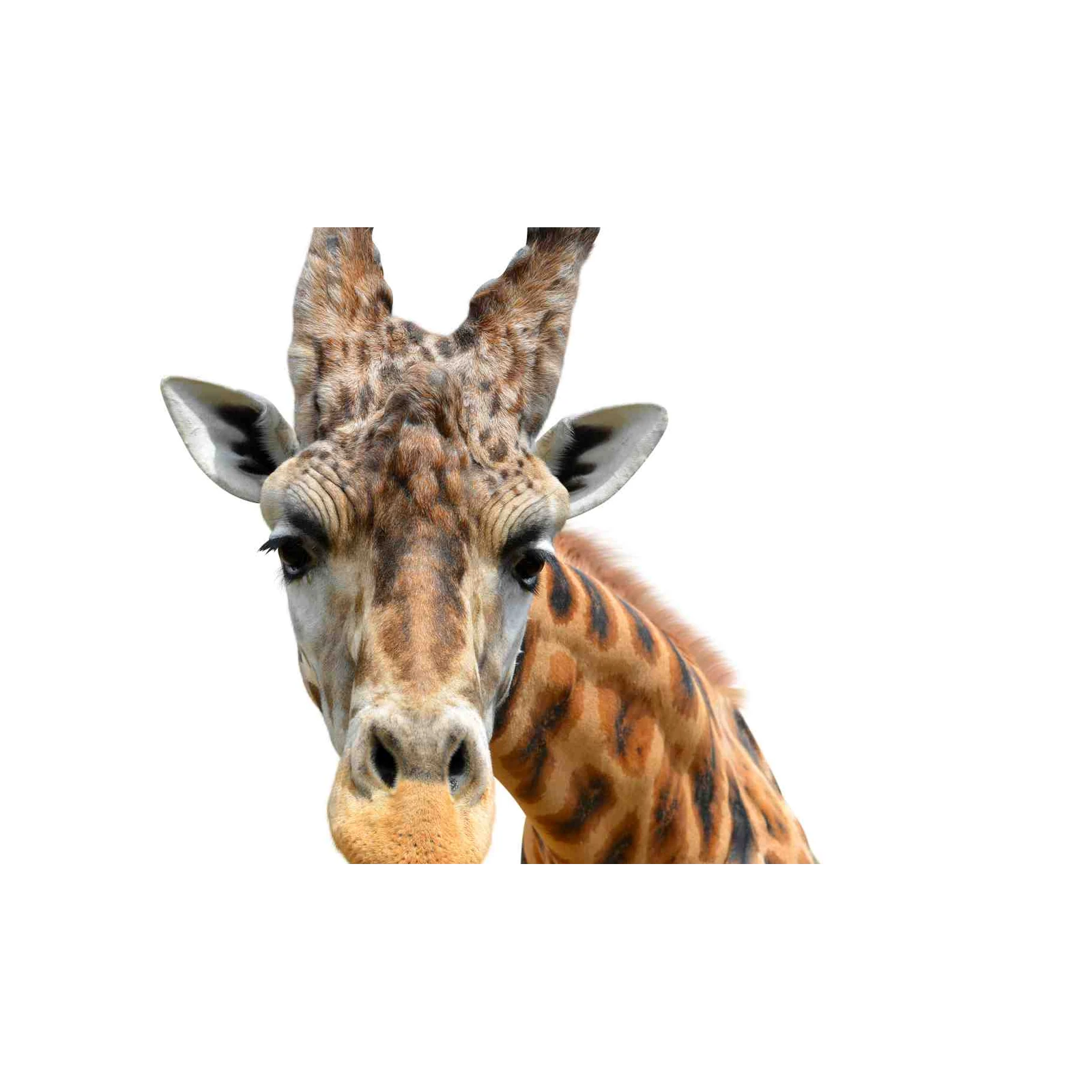 Majestic Giraffe Close-Up Wall Art