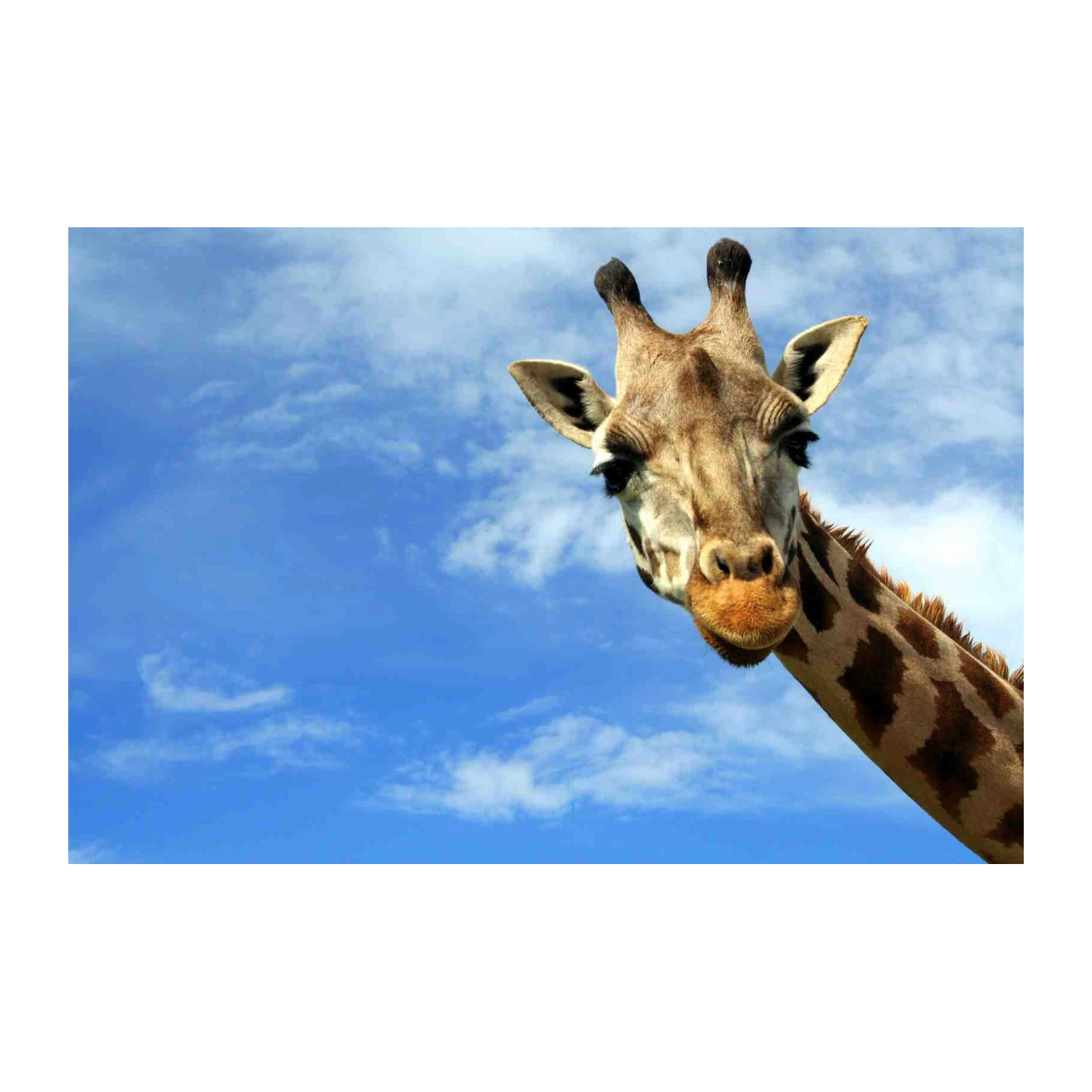 Majestic Giraffe Sky Gaze Wall Art