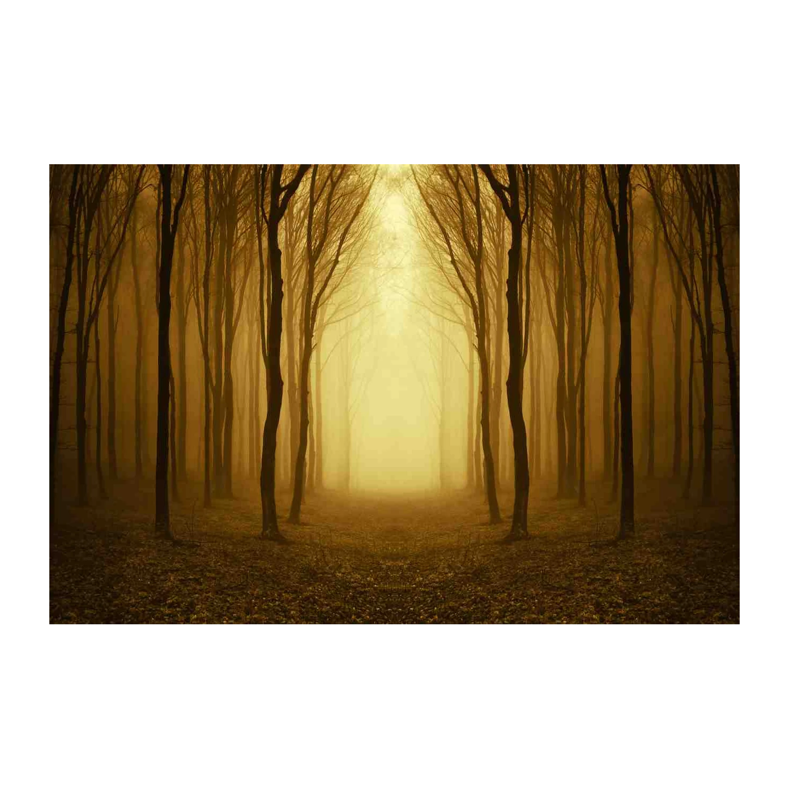 Enchanting Forest Path Wall Art