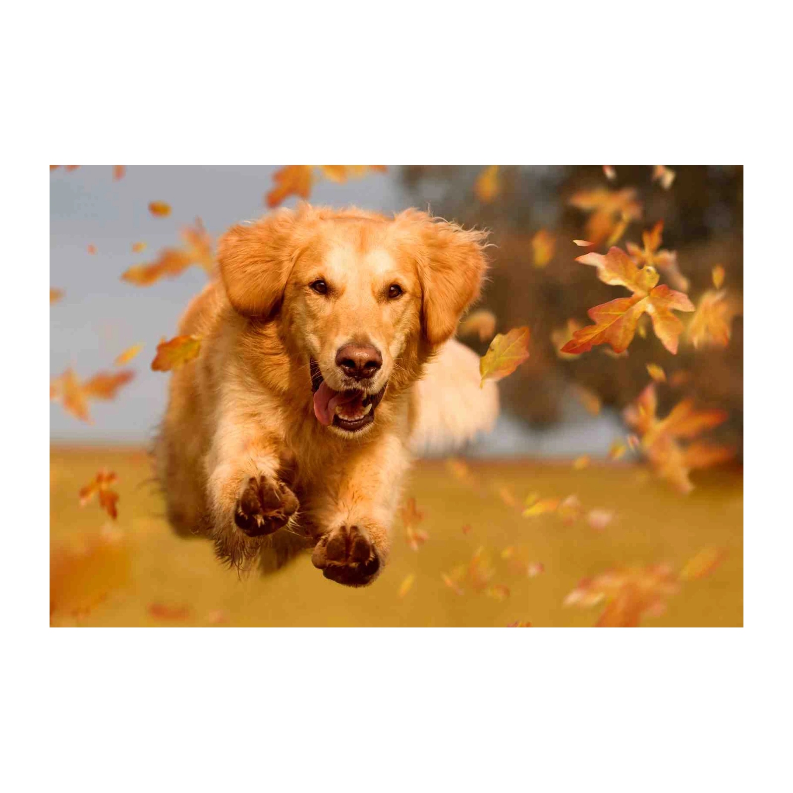Joyful Golden Retriever Autumn Leaves Wall Art
