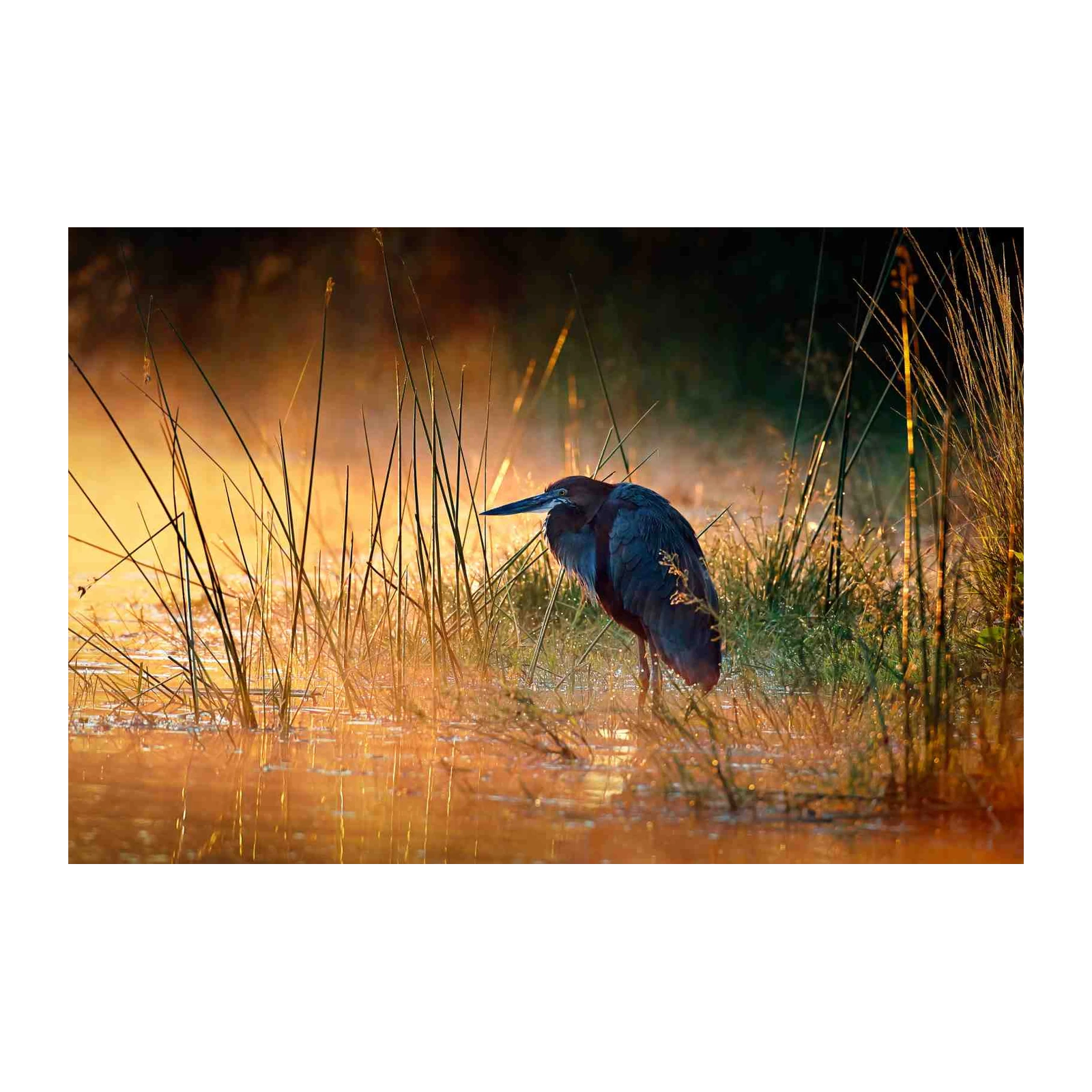 Serene Heron Dawn Wall Art
