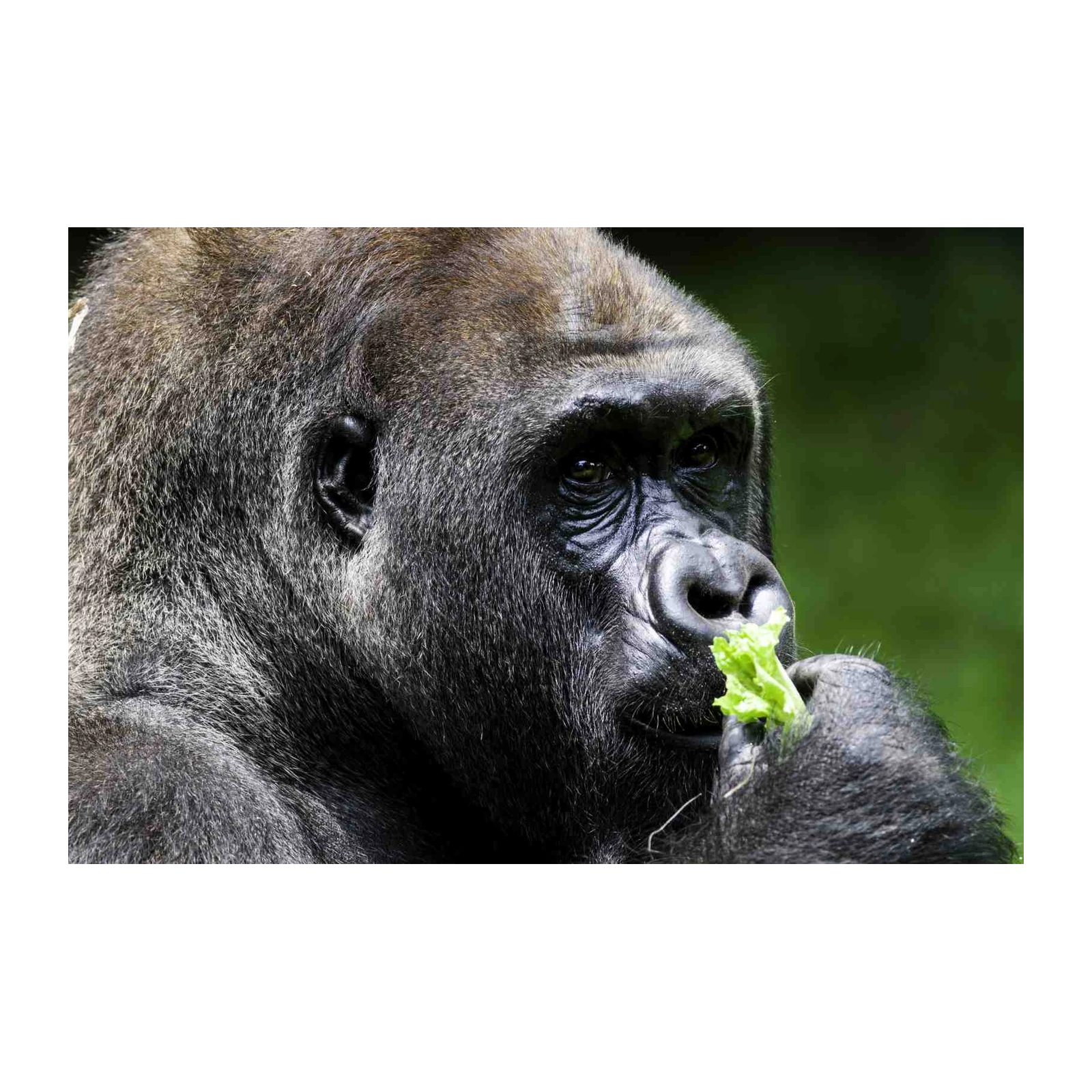 Majestic Gorilla Portrait Wall Art | Wildlife Wall Art