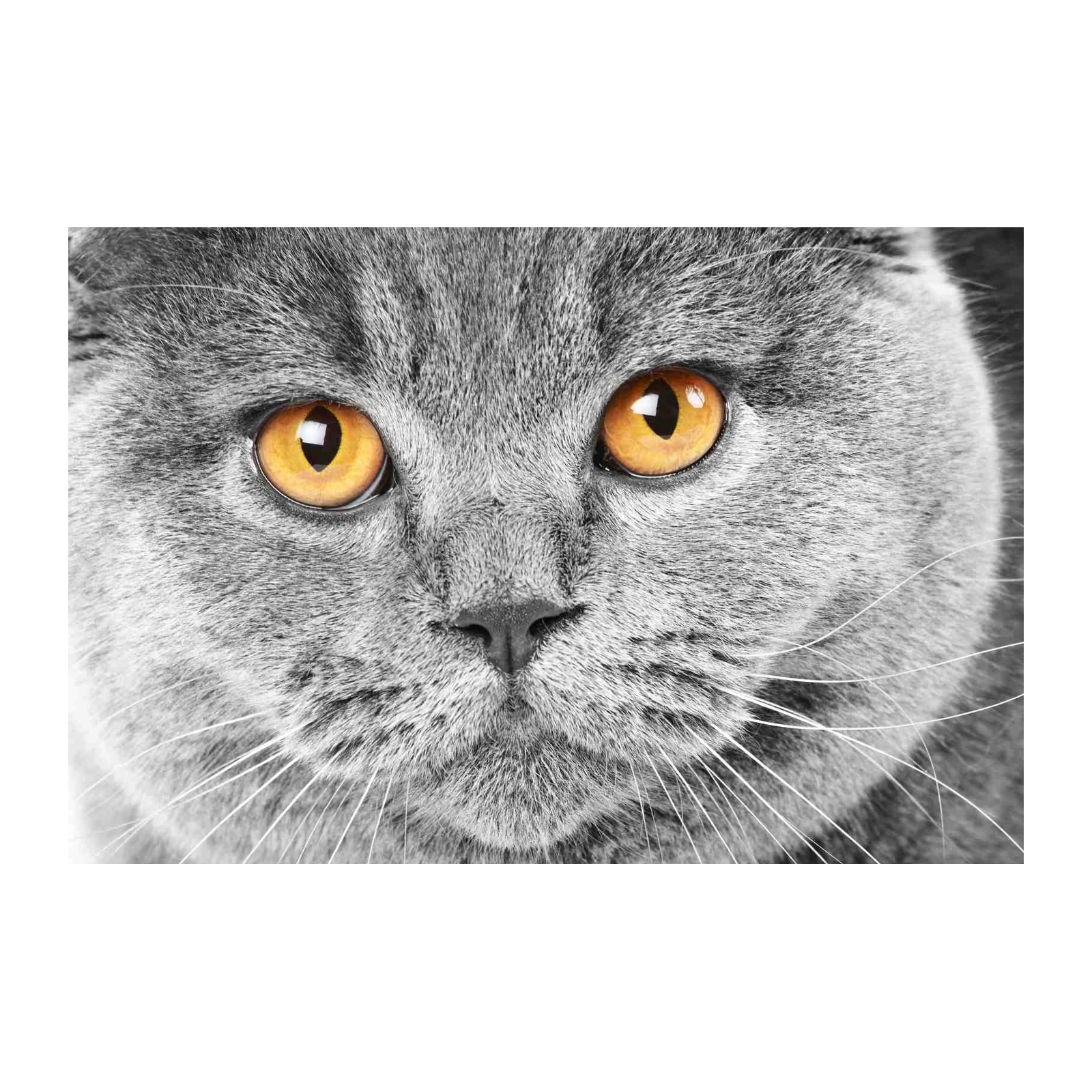 Majestic Grey Cat with Amber Eyes Wall Art
