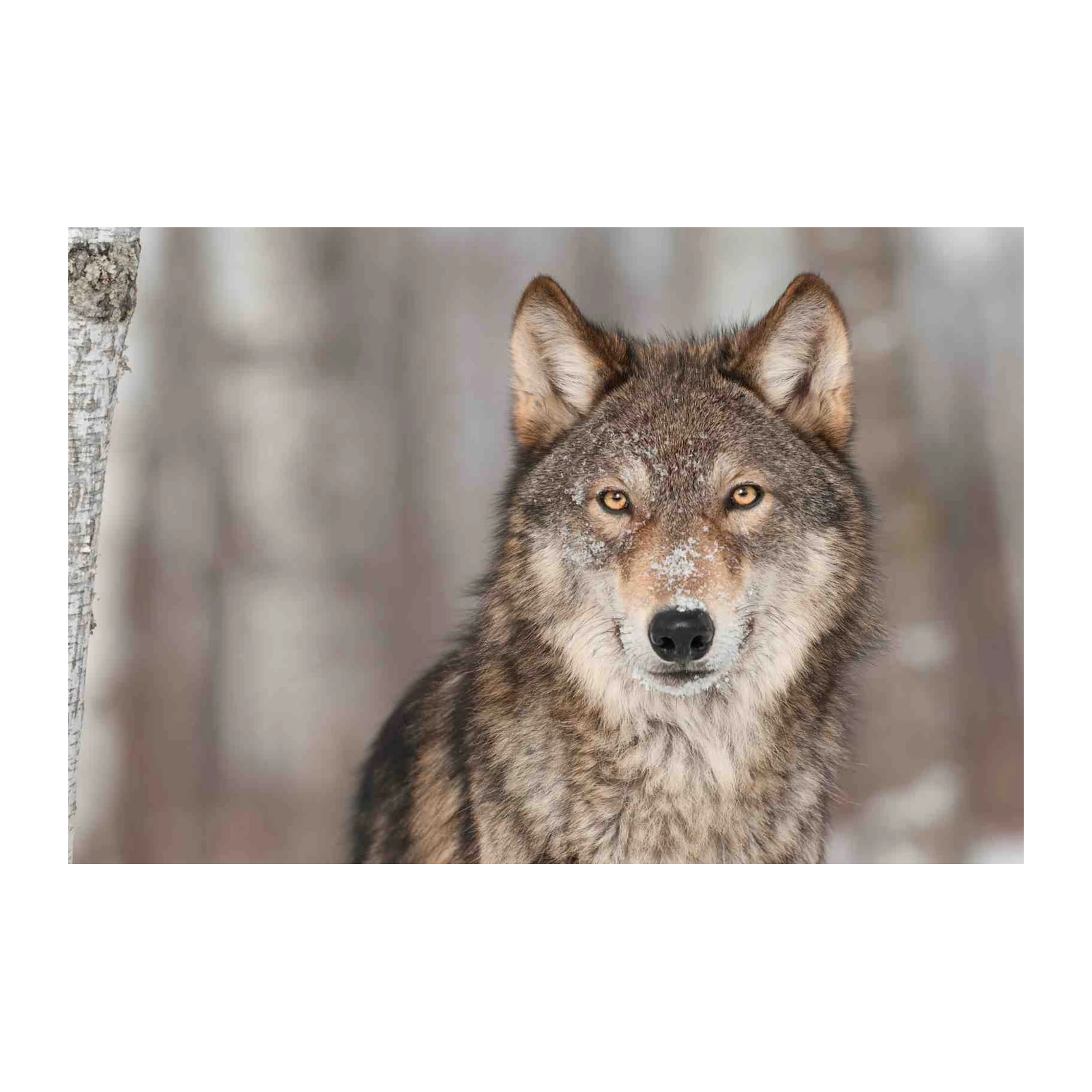 Majestic Wolf Portrait Wildlife Wall Art