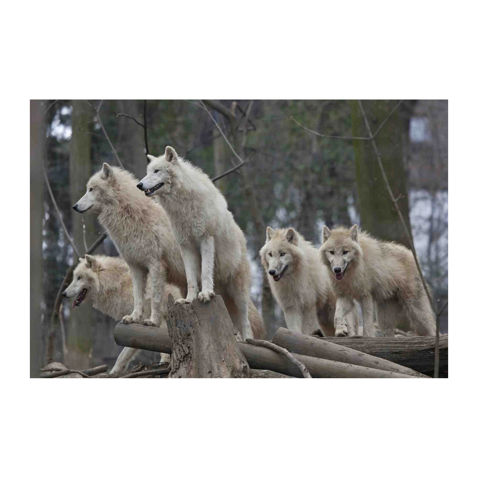 Majestic Wolf Pack Forest Wall Art