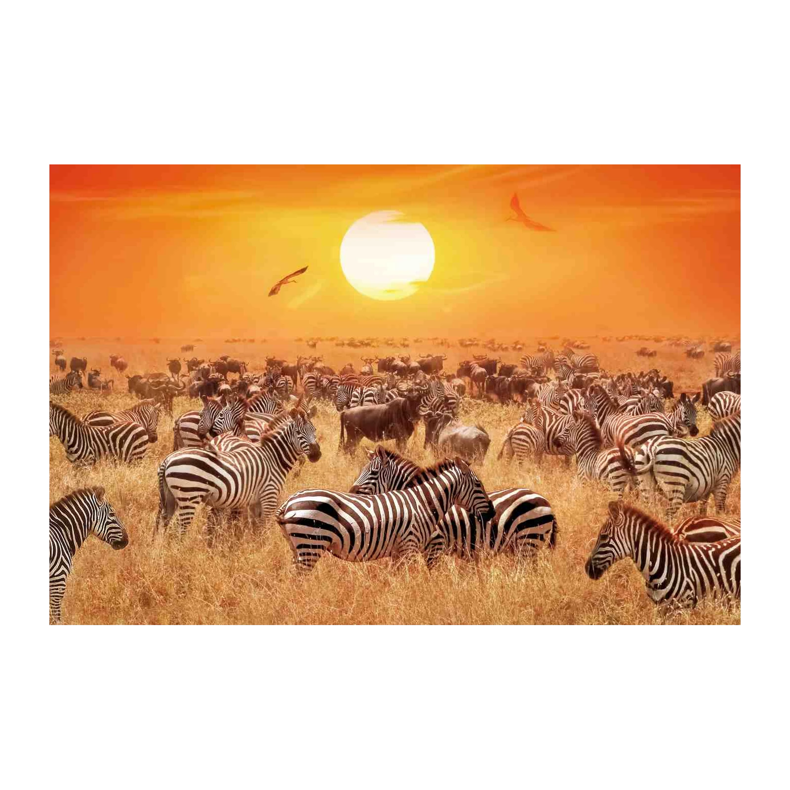 African Zebra Migration Wall Art