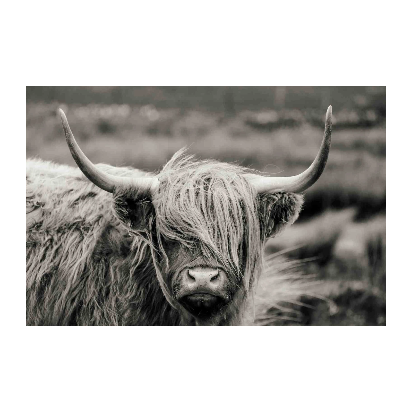 Majestic Highland Cow Portrait Wall Art