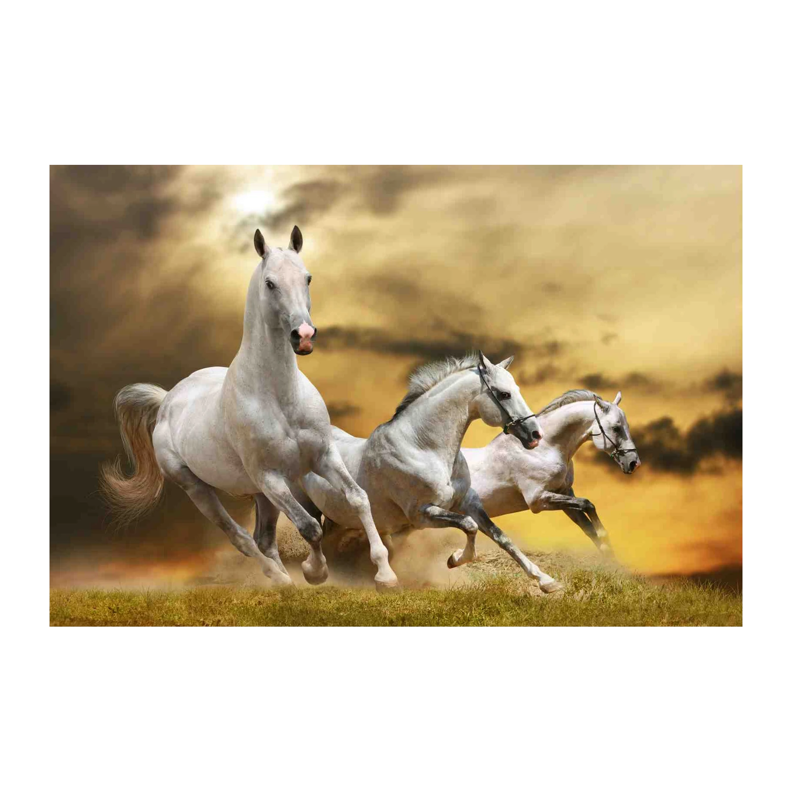 Majestic White Horses Gallop Wall Art