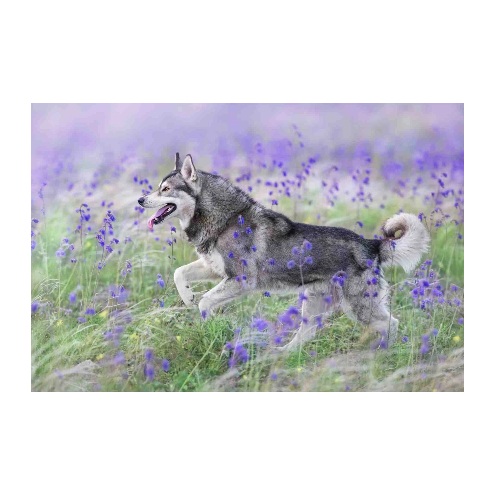 Majestic Husky in Lavender Field Wall Art